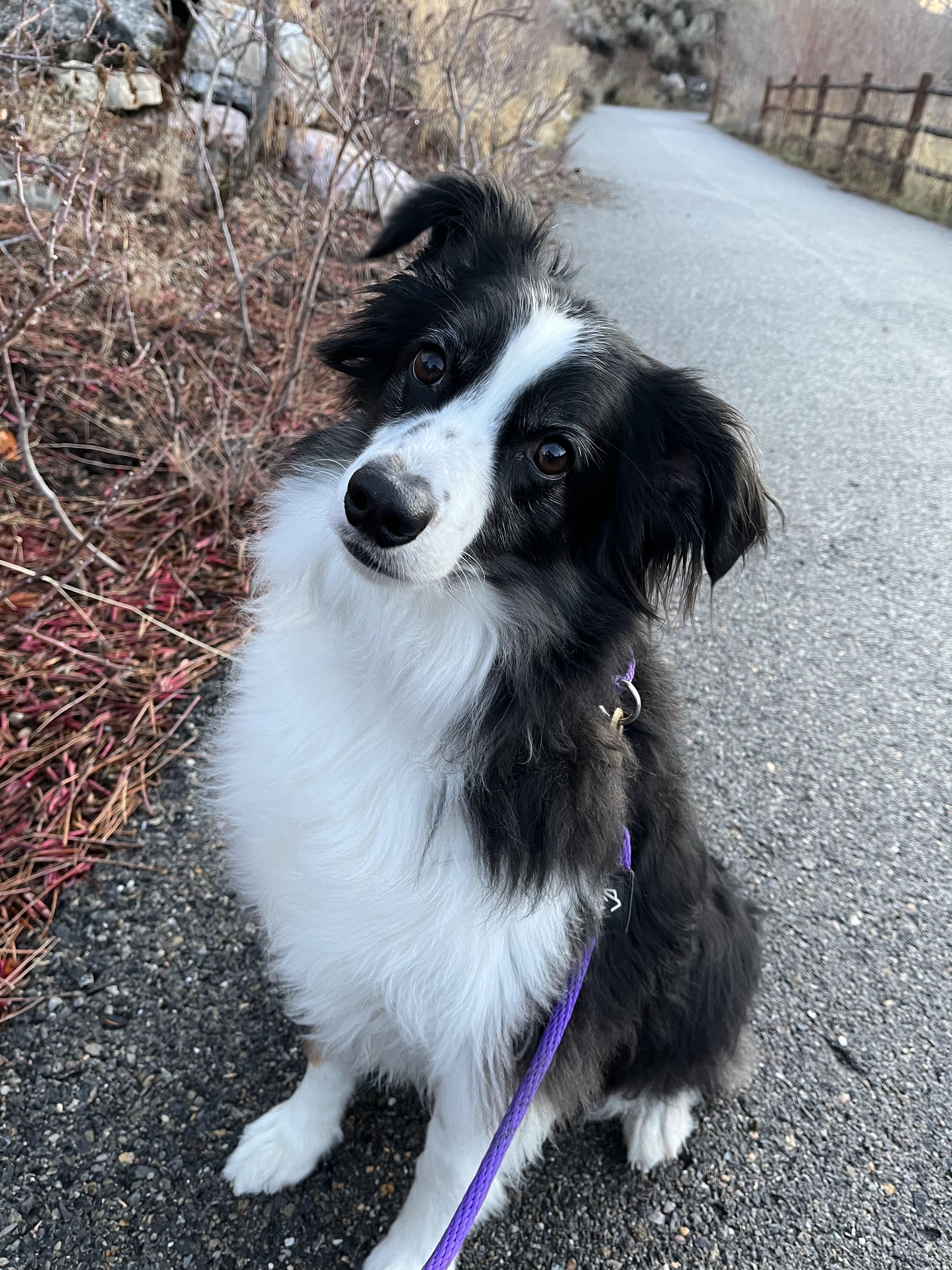 Enlarge Murphy, a ADOPTABLE Australian Shepherd in Santaquin, UT image 2/5