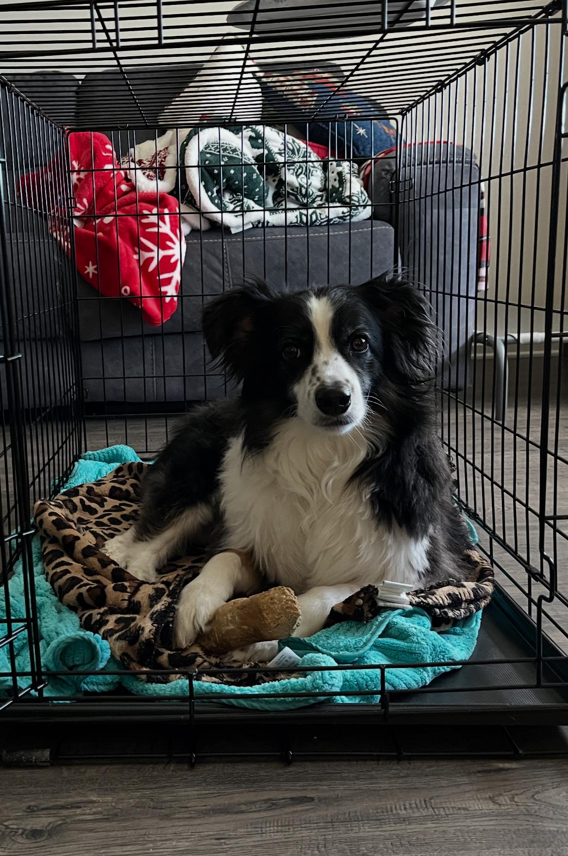 Enlarge Murphy, a ADOPTABLE Australian Shepherd in Santaquin, UT image 5/5