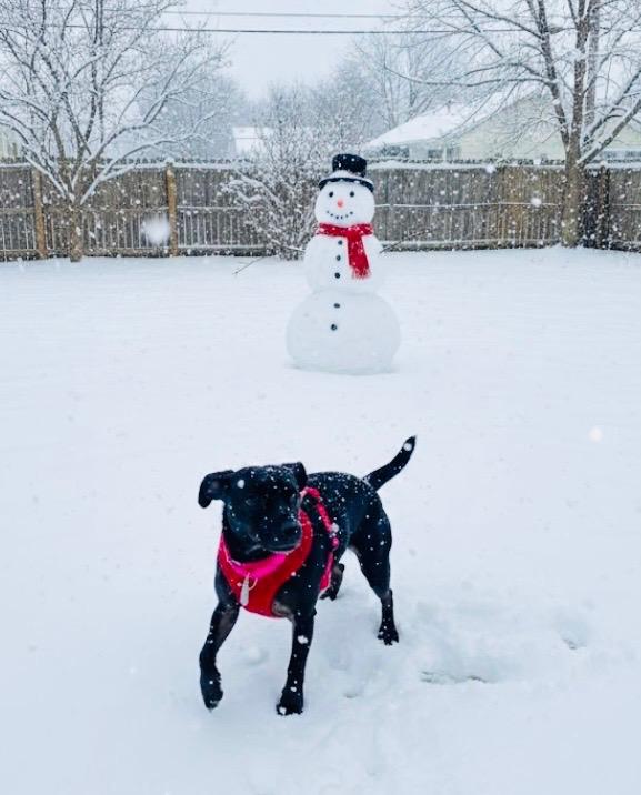 Enlarge Princess, an adopted mixed breed in Elmhurst, IL image 3/5