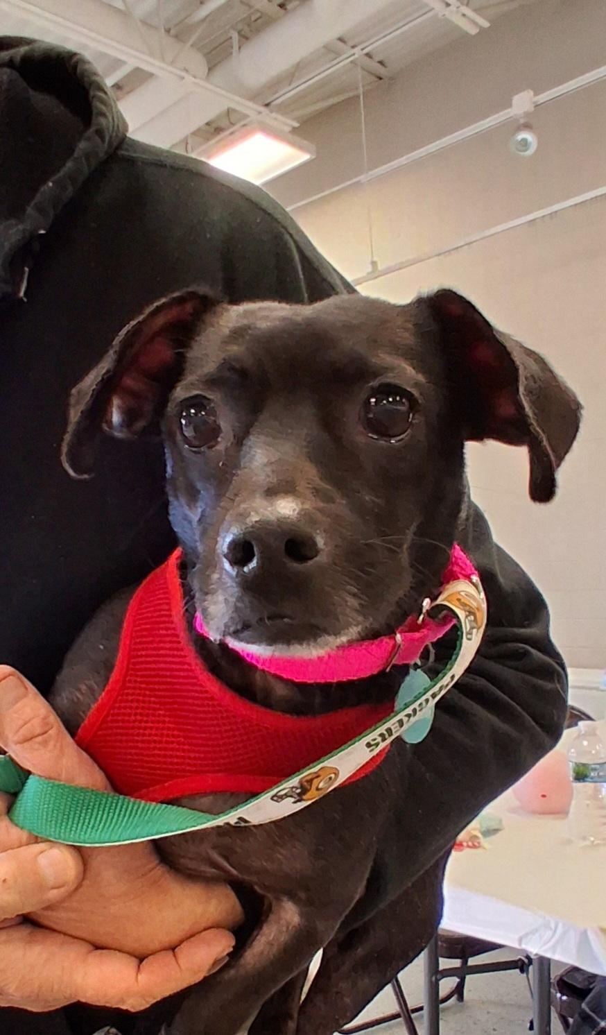 Enlarge Princess, an adopted mixed breed in Elmhurst, IL image 2/5