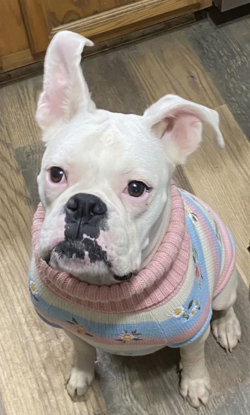 Cotton! Sweet beautiful survivor! , a ADOPTABLE Boxer in RUSSIAVILLE, IN image 3/5