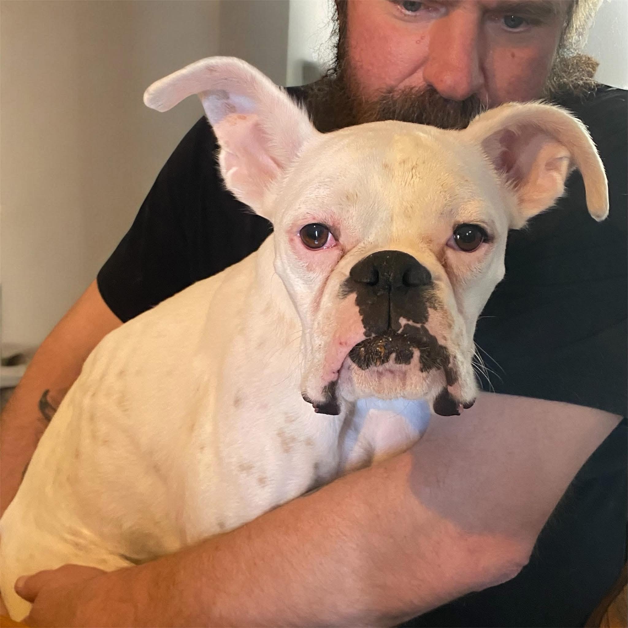 Cotton! Sweet beautiful survivor! , a ADOPTABLE Boxer in RUSSIAVILLE, IN image 2/5