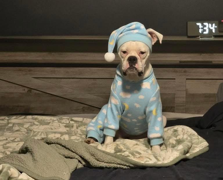 Cotton! Sweet beautiful survivor! , a ADOPTABLE Boxer in RUSSIAVILLE, IN image 4/5