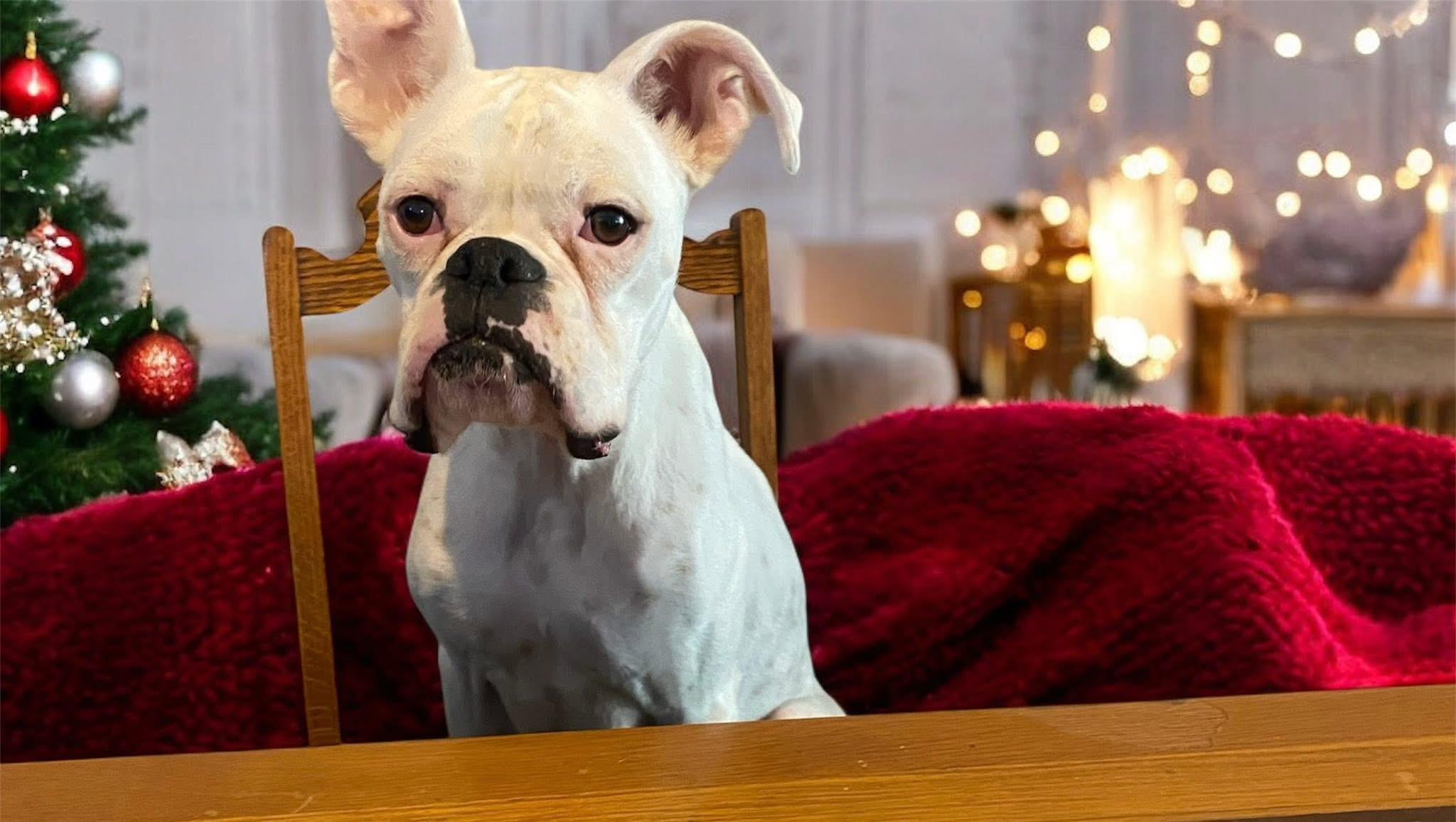 Cotton! Sweet beautiful survivor! , a ADOPTABLE Boxer in RUSSIAVILLE, IN image 5/5