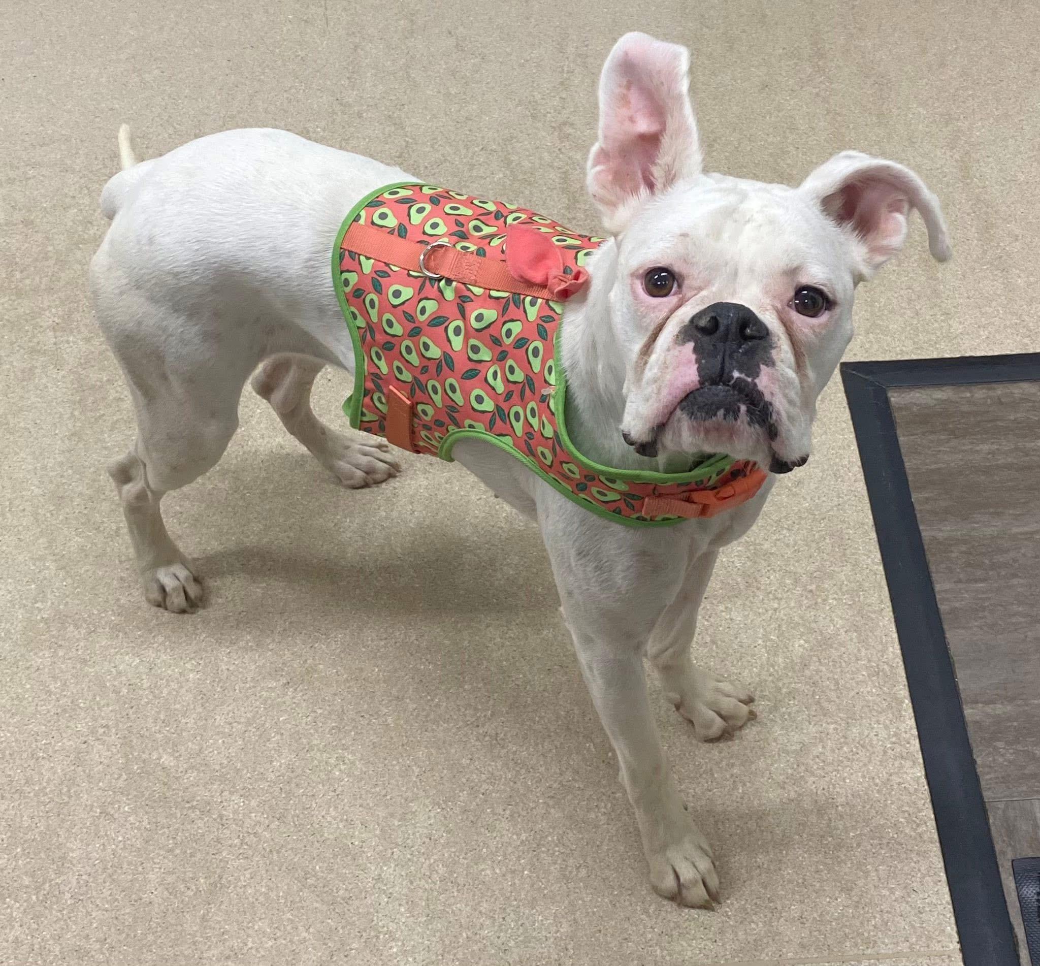 Cotton! Sweet beautiful survivor! , ADOPTABLE, Adult Female Boxer.