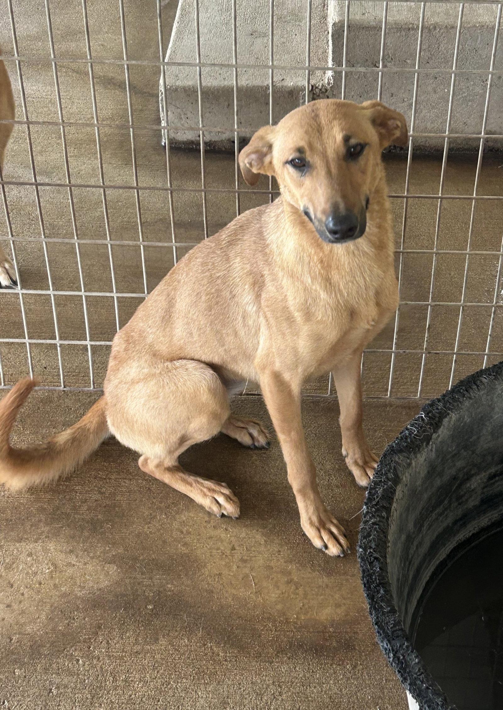Amanda, Adoptable, Adult Female German Shepherd Dog & Vizsla.