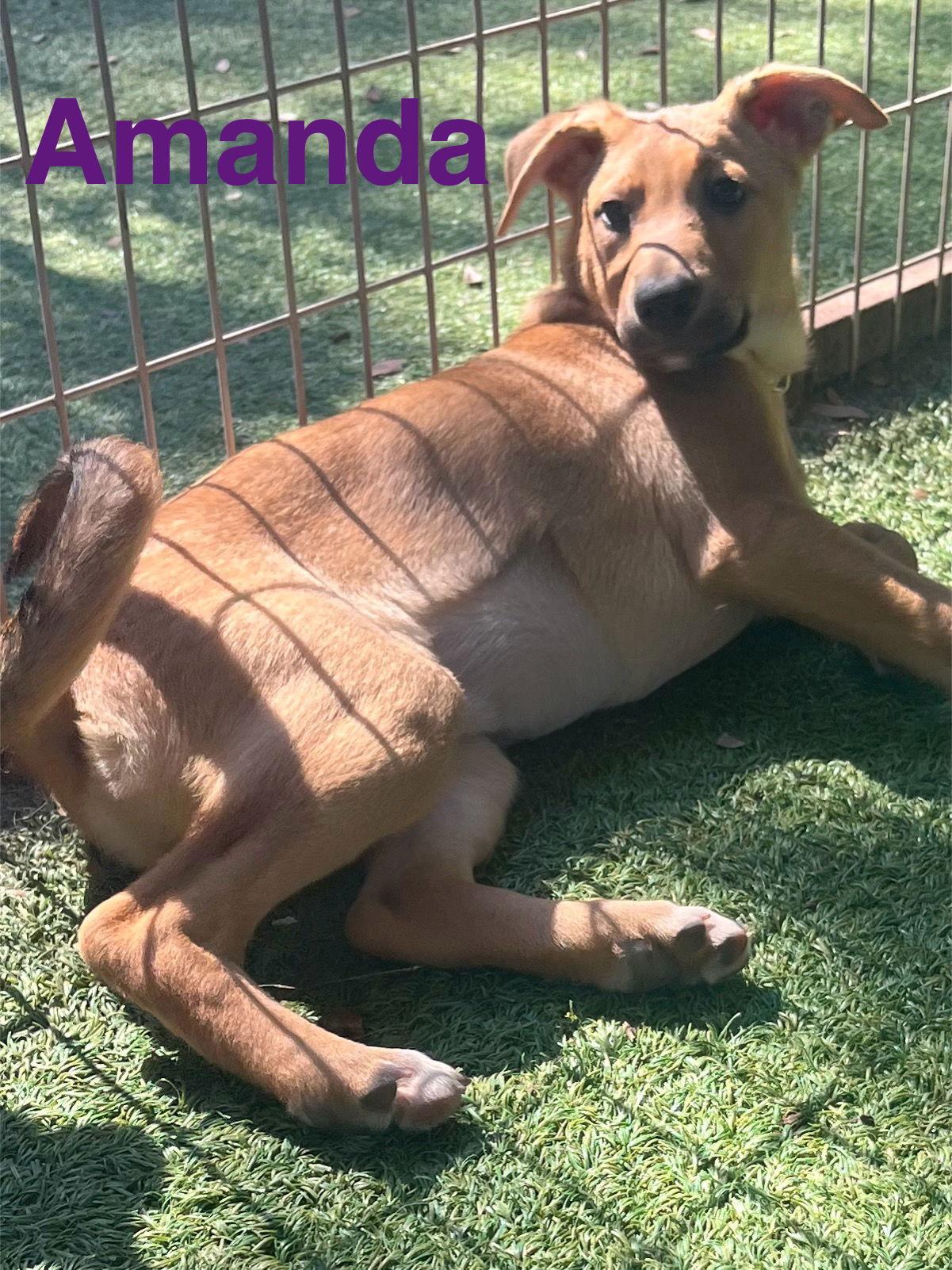 Enlarge Amanda, a Adoptable mixed breed in Pipe Creek, TX image 2/3