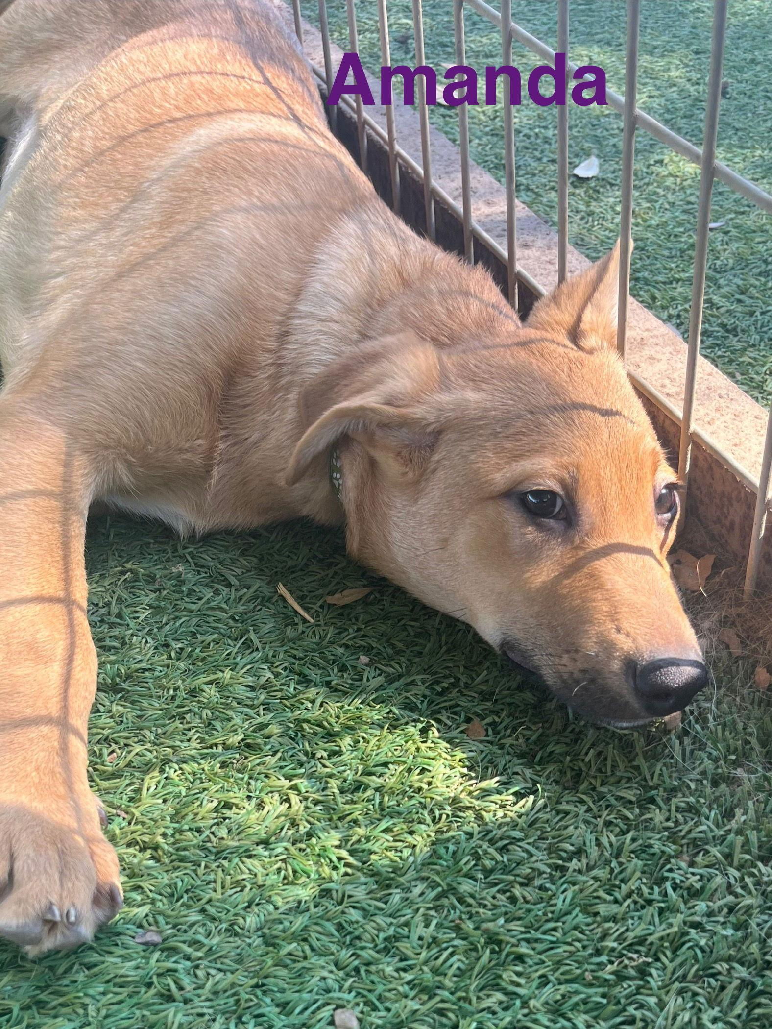 Enlarge Amanda, a Adoptable mixed breed in Pipe Creek, TX image 3/3