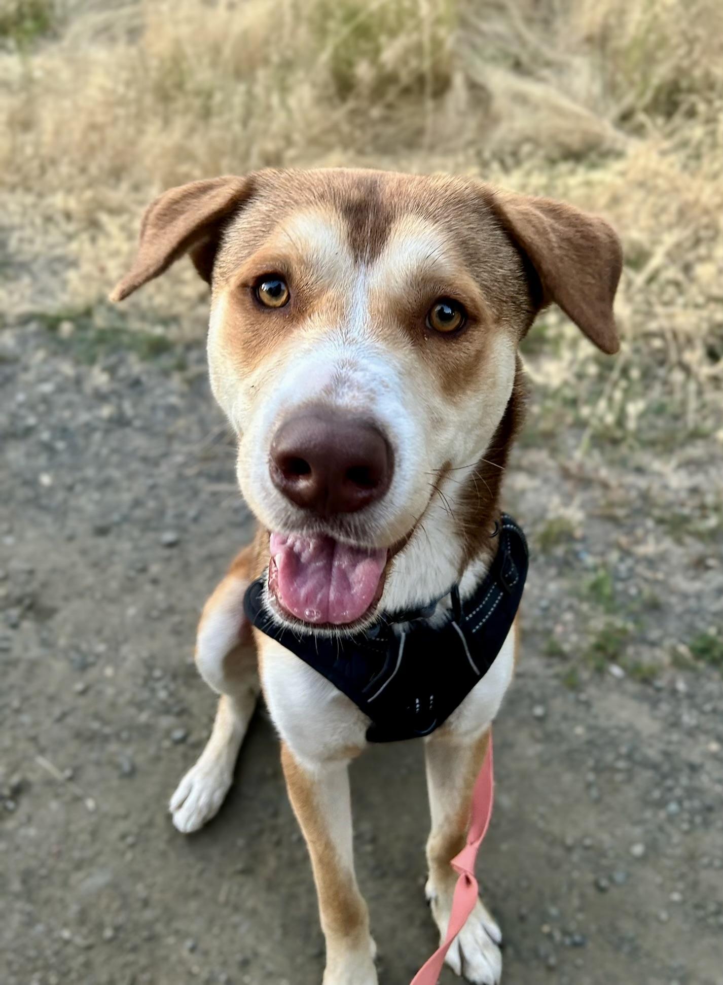 Enlarge Garfield, a Adopted Husky in Hillsboro, OR image 1/6