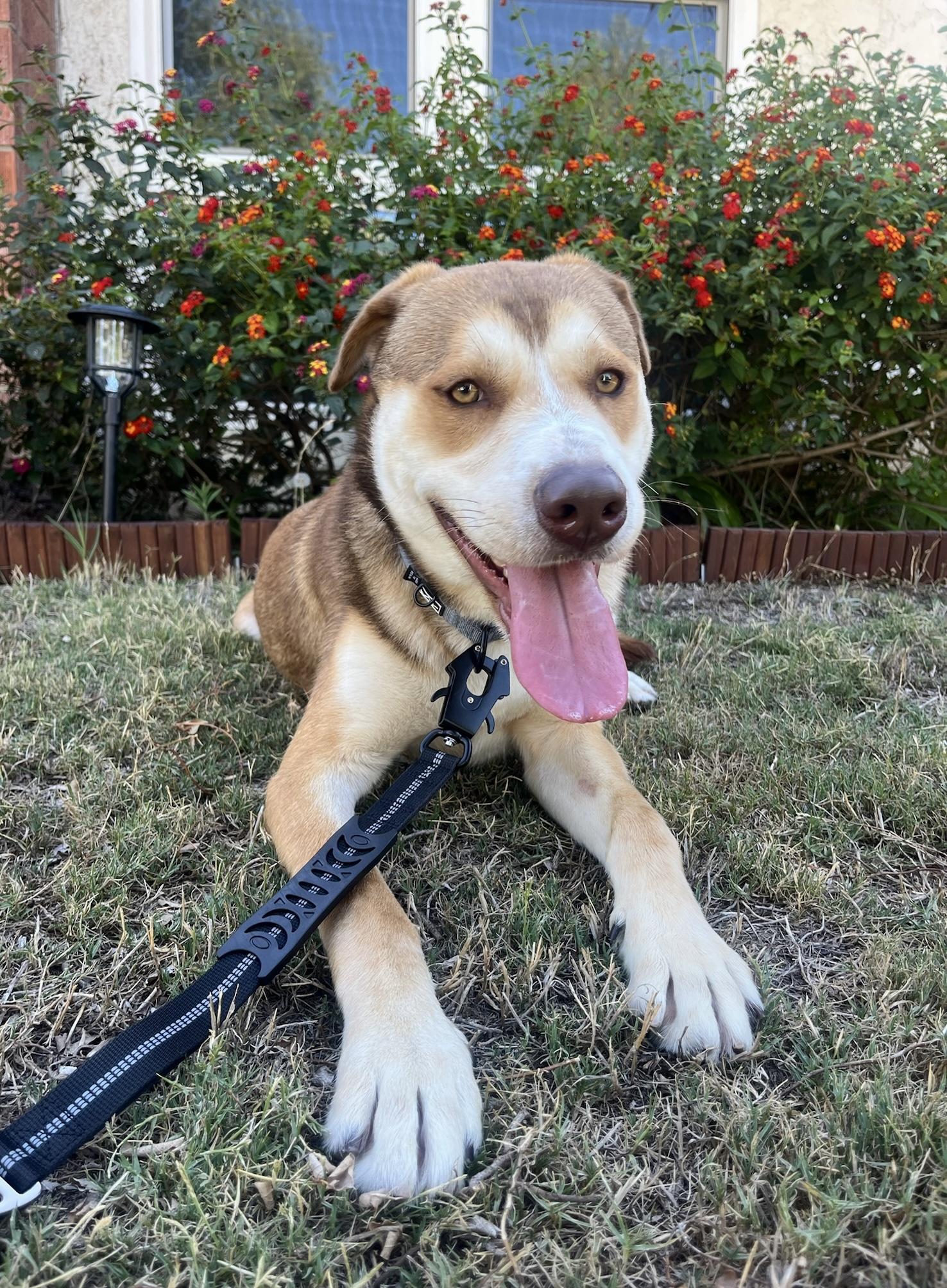 Enlarge Garfield, a Adopted Husky in Hillsboro, OR image 2/6