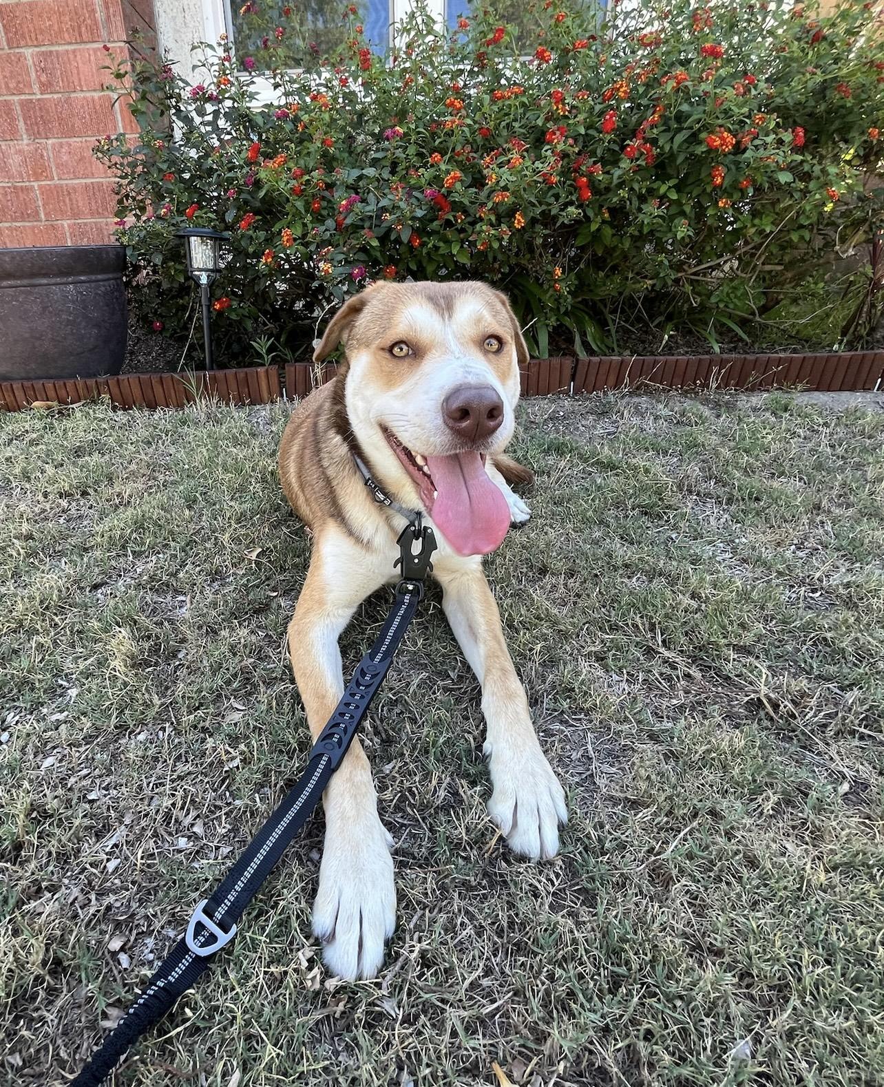 Enlarge Garfield, a Adopted Husky in Hillsboro, OR image 6/6