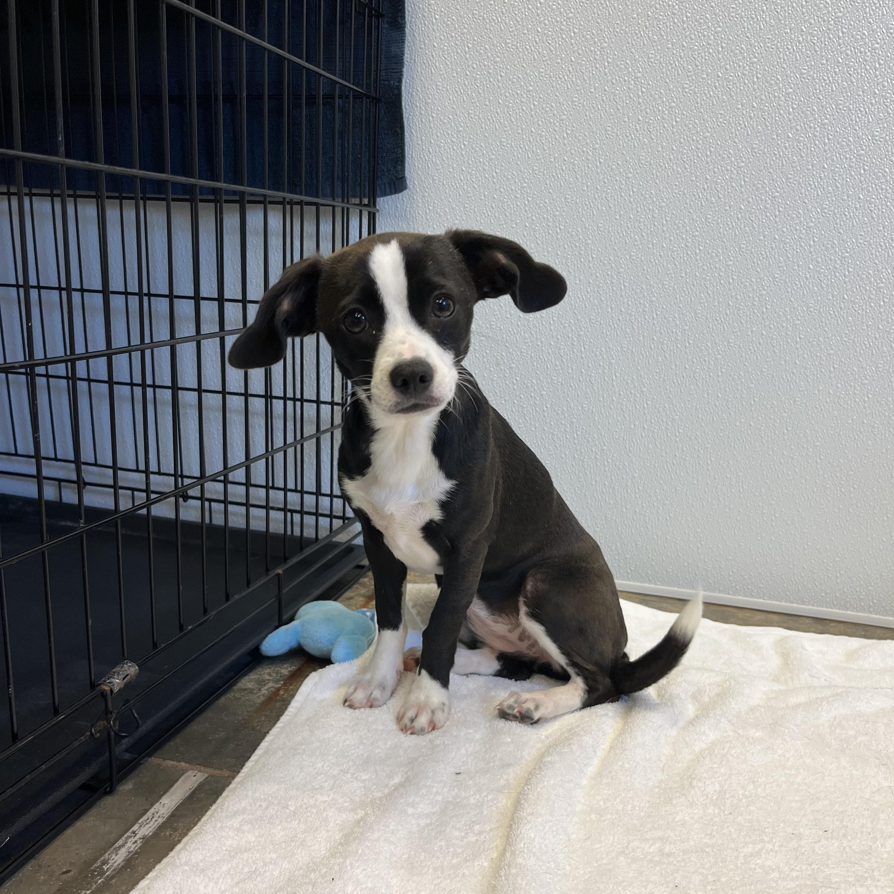 Enlarge Matcha, an adopted mixed breed in Salisbury, NC image 4/4