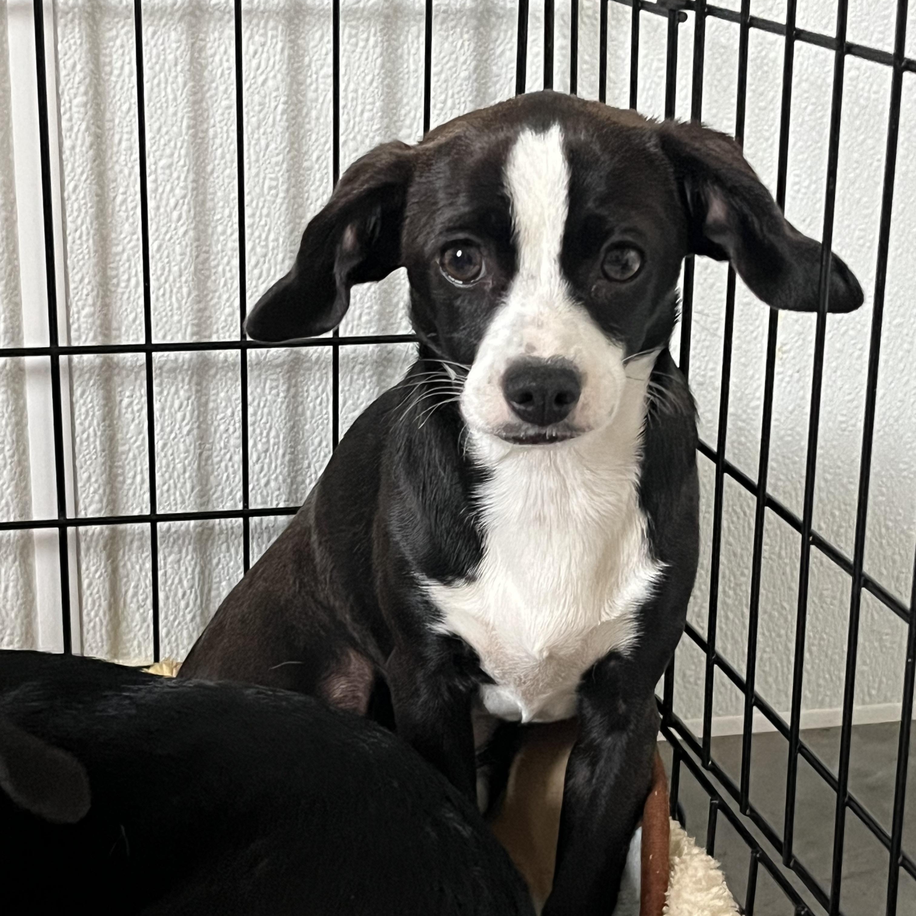 Enlarge Matcha, an adopted mixed breed in Salisbury, NC image 3/4