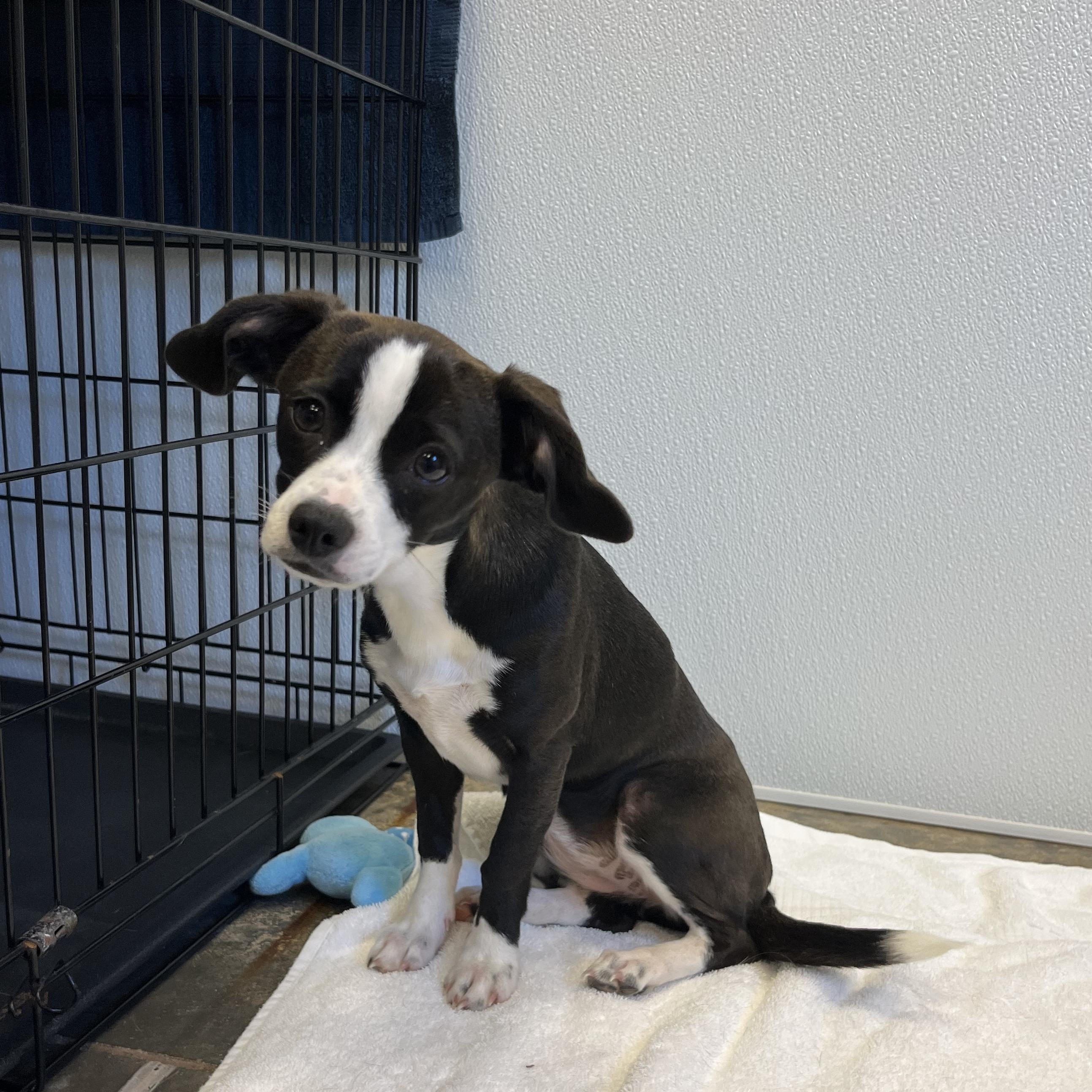 Enlarge Matcha, an adopted mixed breed in Salisbury, NC image 1/4