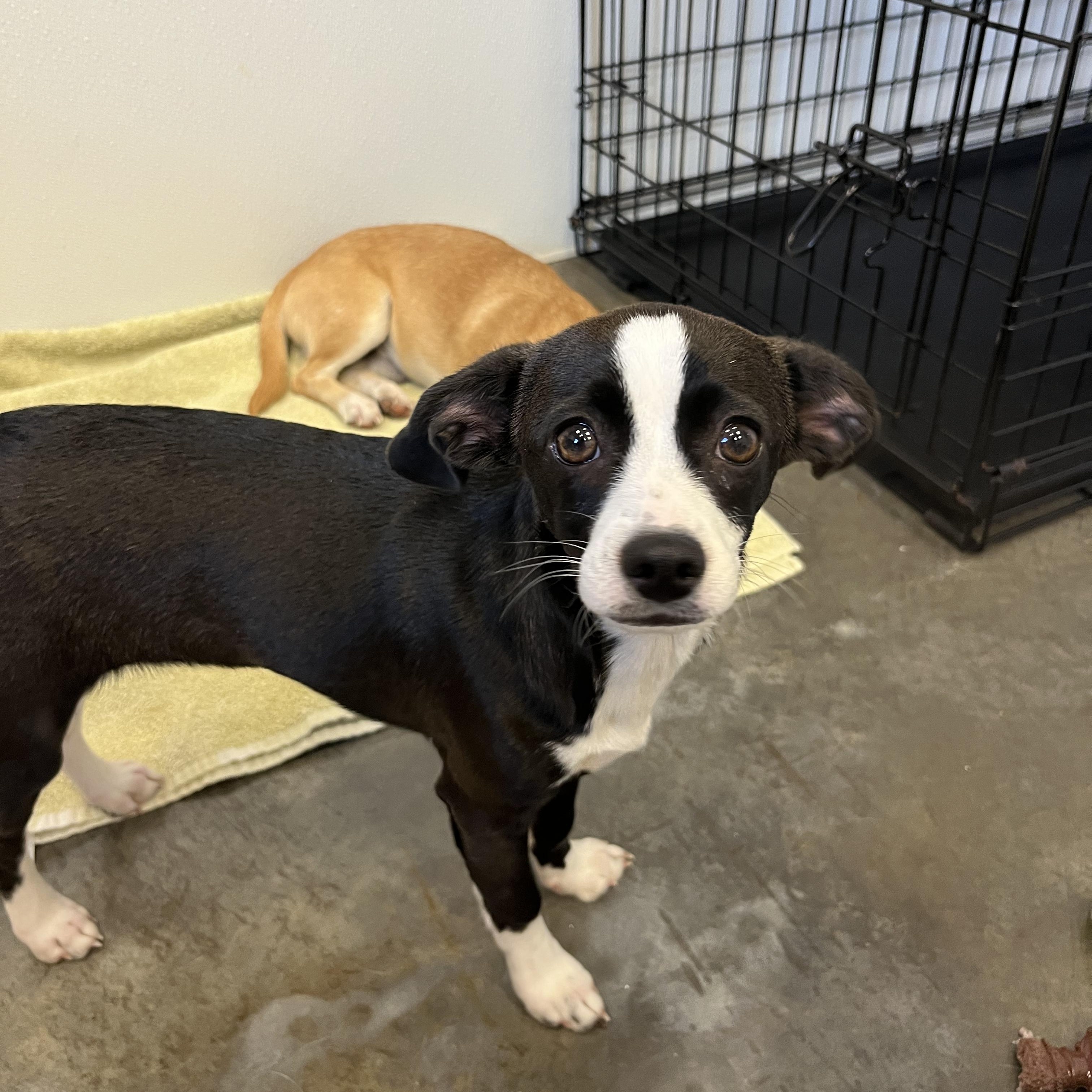 Enlarge Matcha, an adopted mixed breed in Salisbury, NC image 2/4