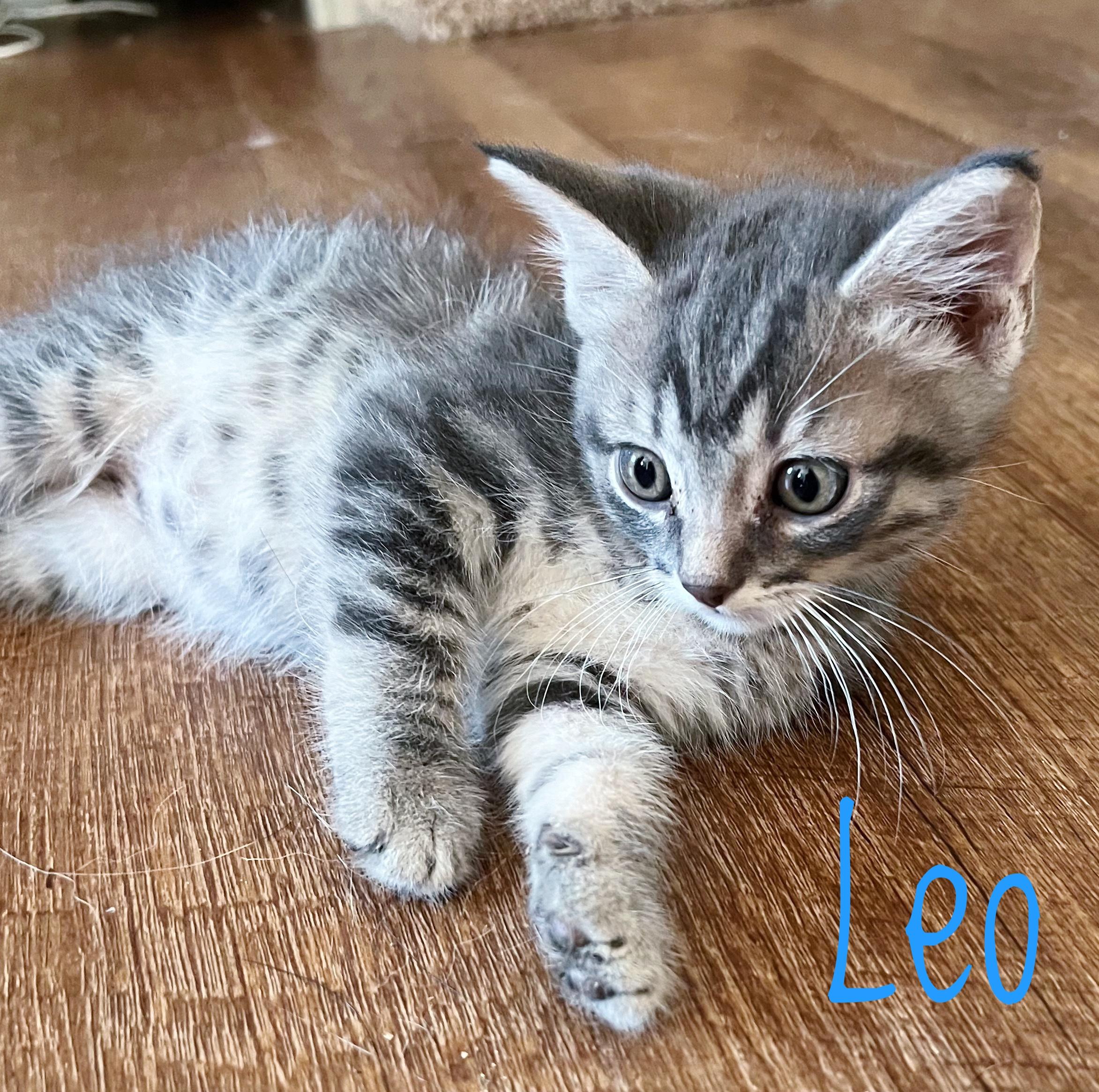 Leo, a Adoptable Domestic Short Hair in Bethel, OH image 2/3