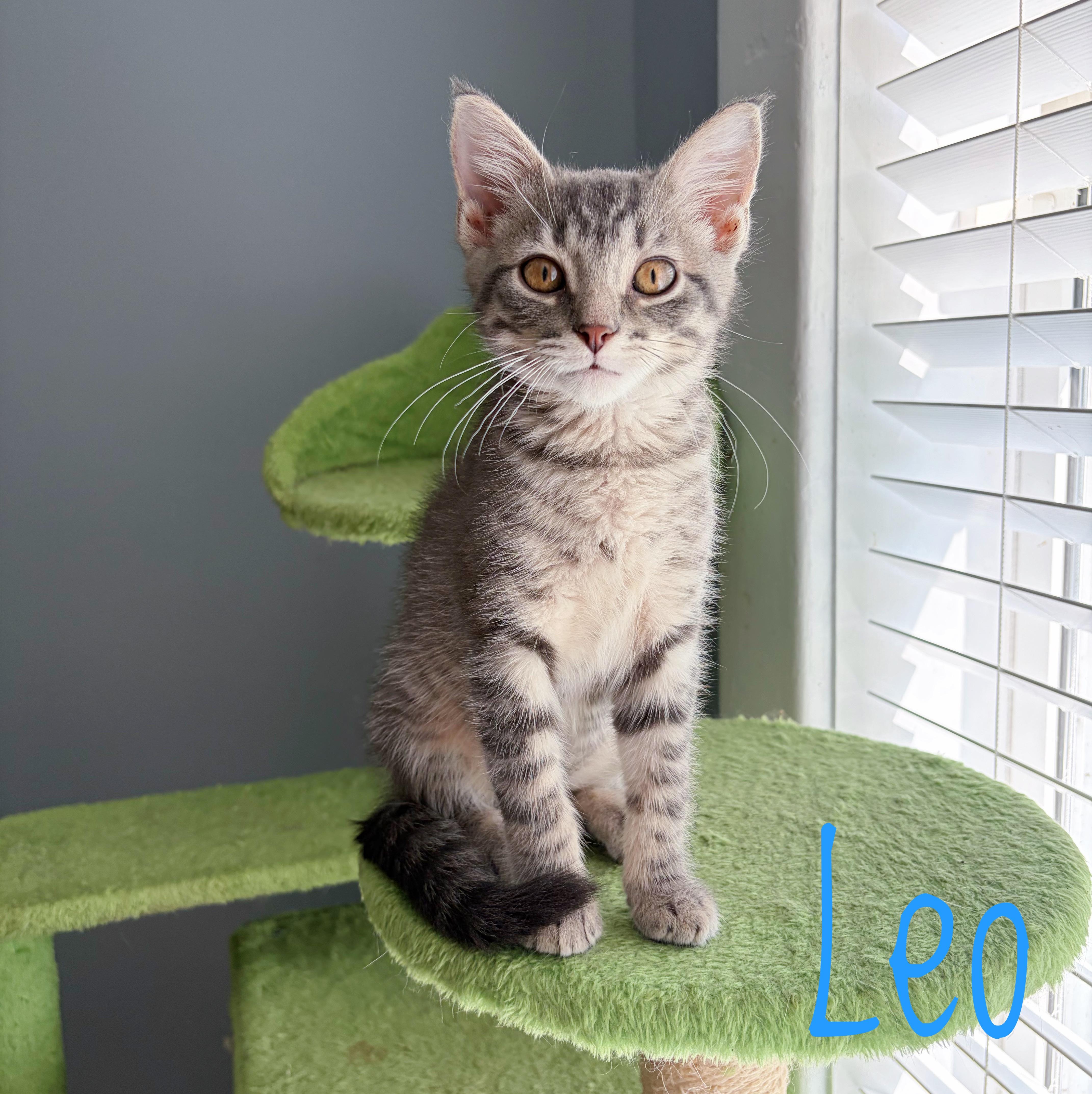 Enlarge Leo, a Adoptable Domestic Short Hair in Bethel, OH image 1/4