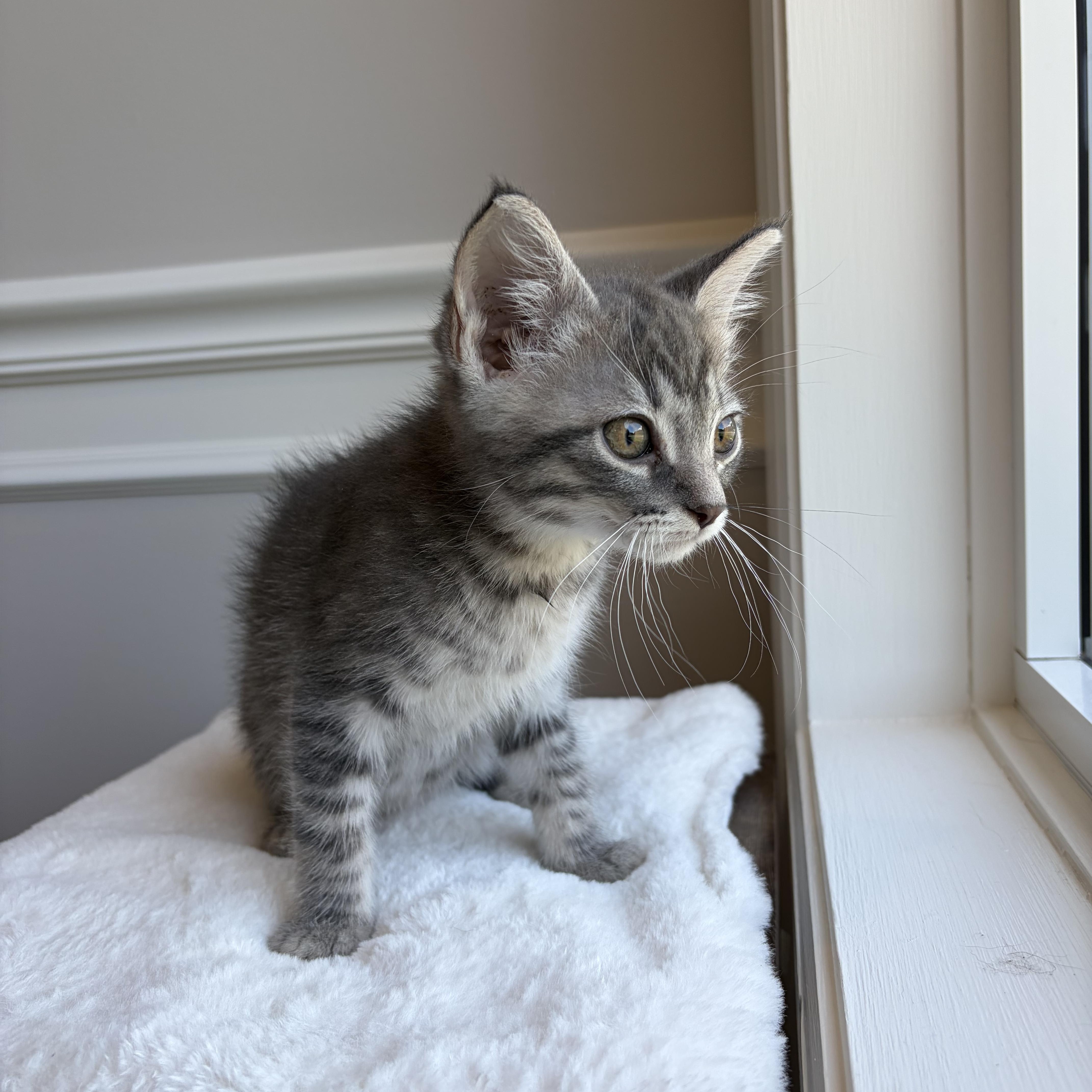 Leo, a Adoptable Domestic Short Hair in Bethel, OH image 3/3