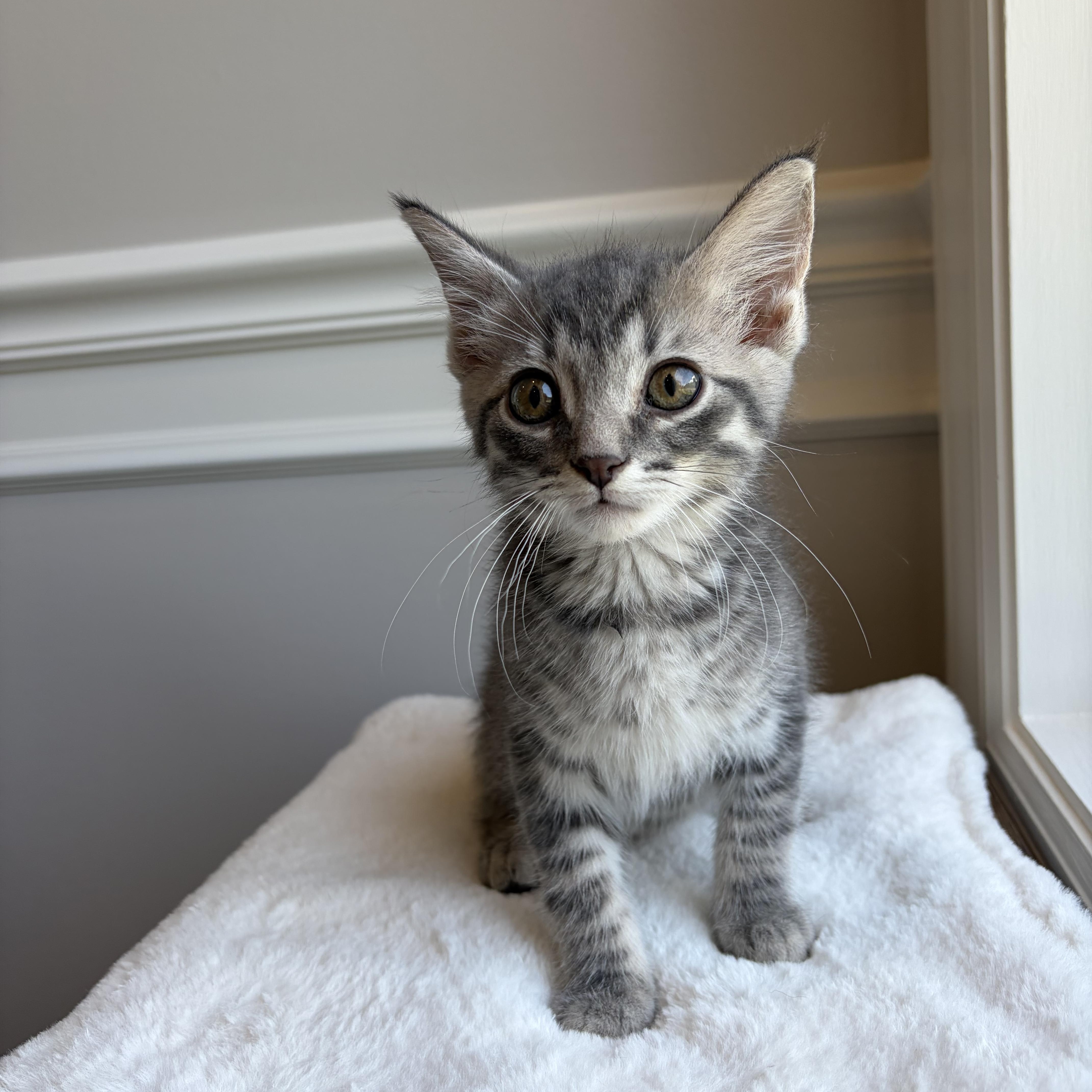 Leo, Adoptable, Kitten Male Domestic Short Hair.