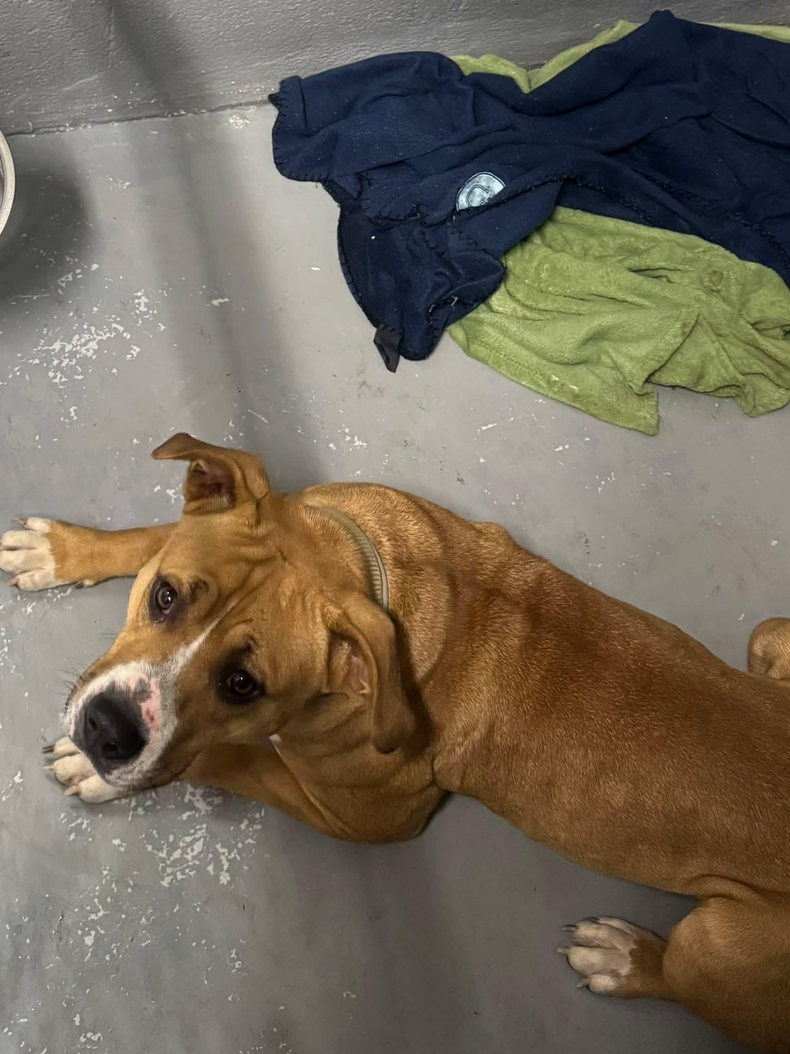 Enlarge Queen, a Adoptable mixed breed in Stuart, VA image 1/1