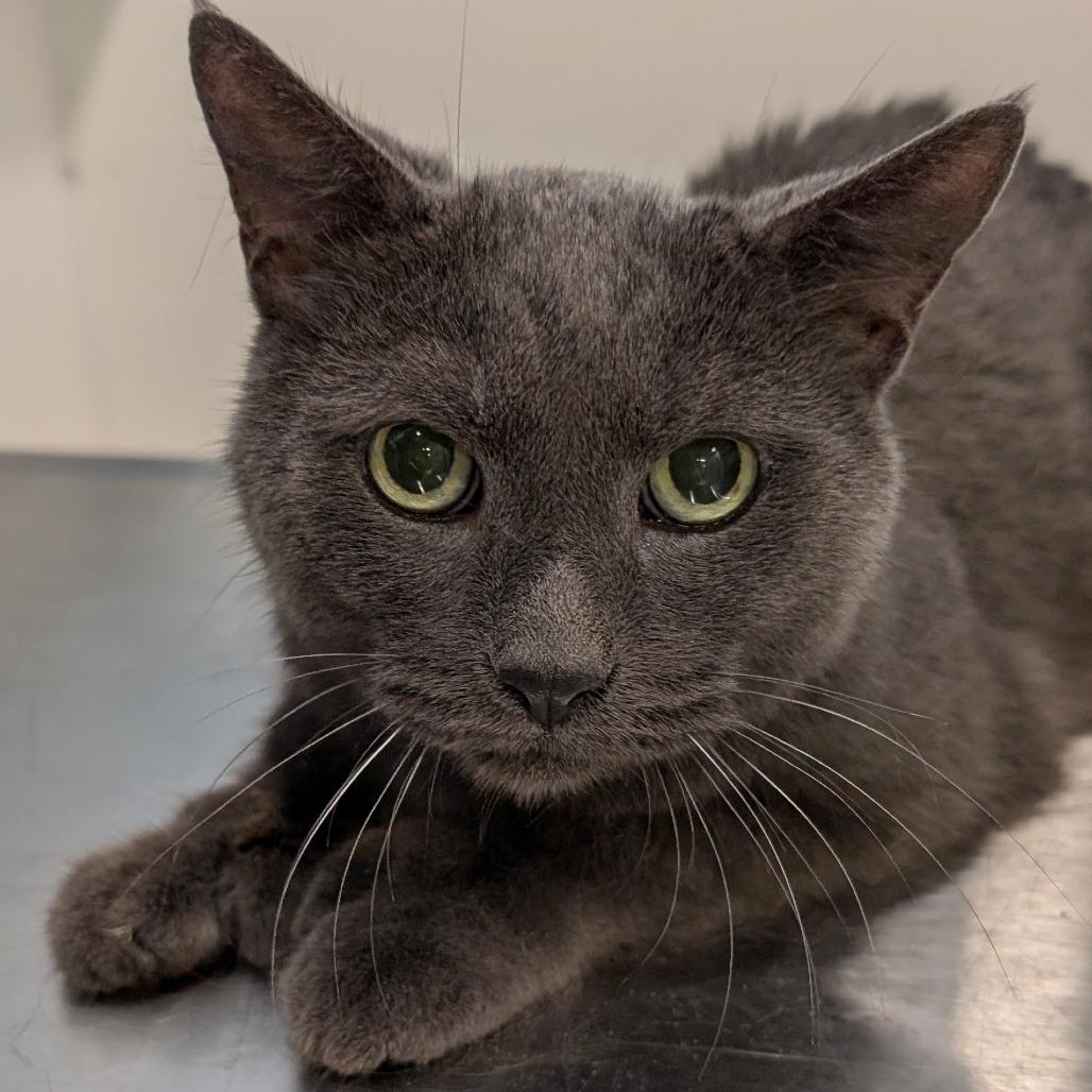 Onyx, a Adoptable mixed breed in Spokane, WA image 2/6