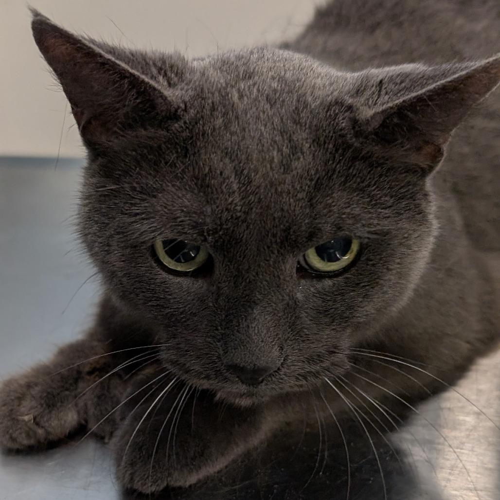 Onyx, a Adoptable mixed breed in Spokane, WA image 3/6
