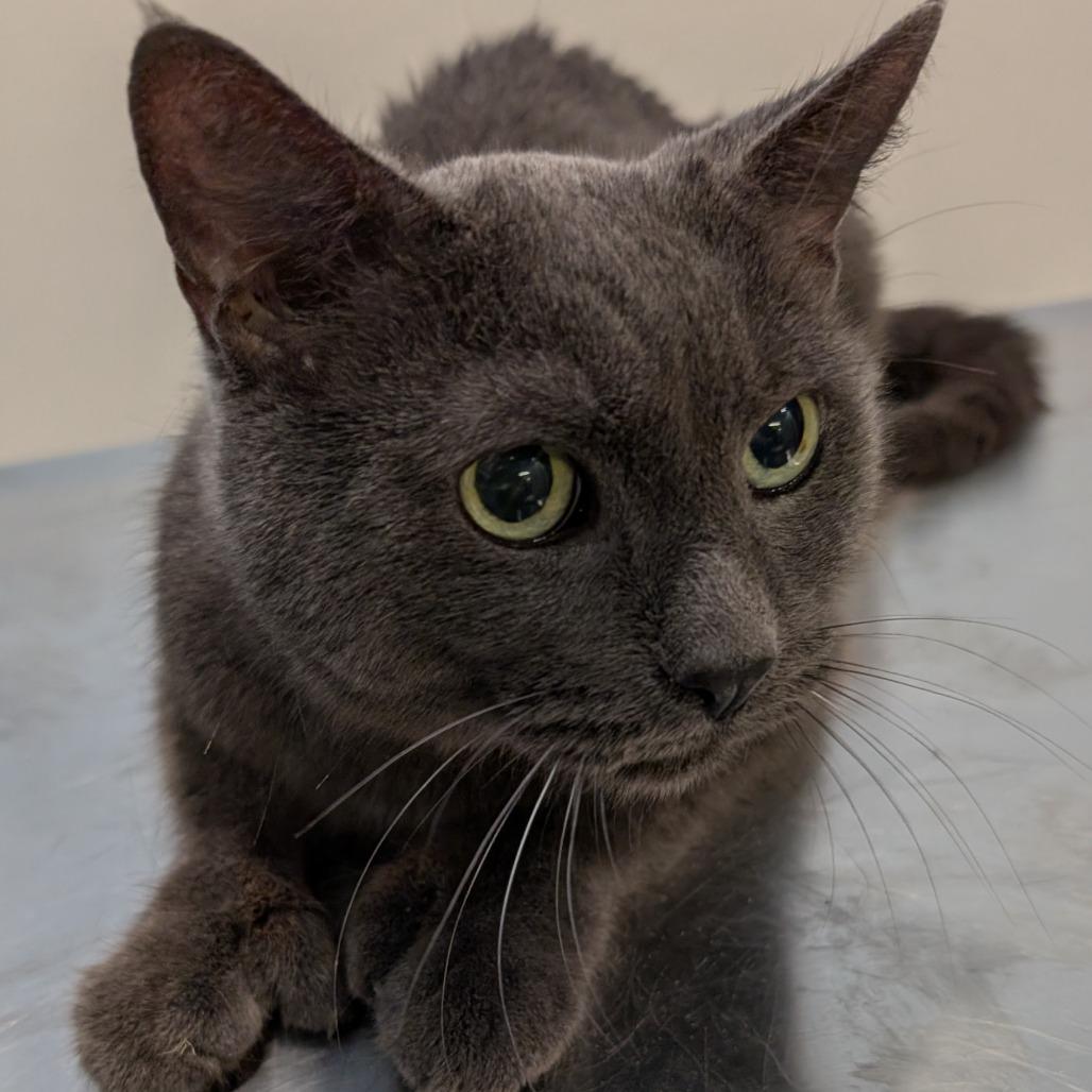 Onyx, a Adoptable mixed breed in Spokane, WA image 4/6