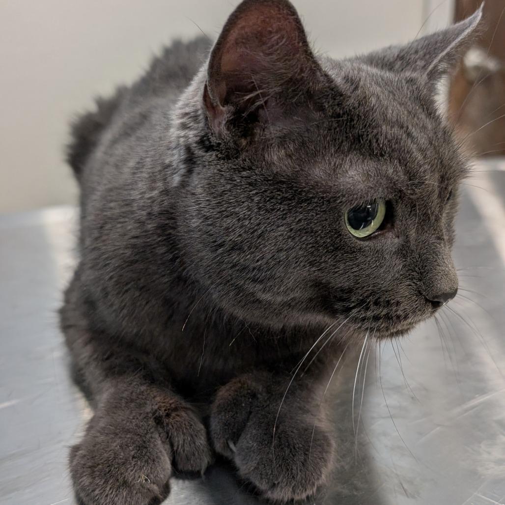 Onyx, a Adoptable mixed breed in Spokane, WA image 5/6