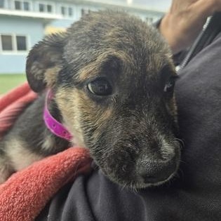 Enlarge ELVIRA, a Adopted Mixed Breed in Fernandina Beach, FL image 1/1