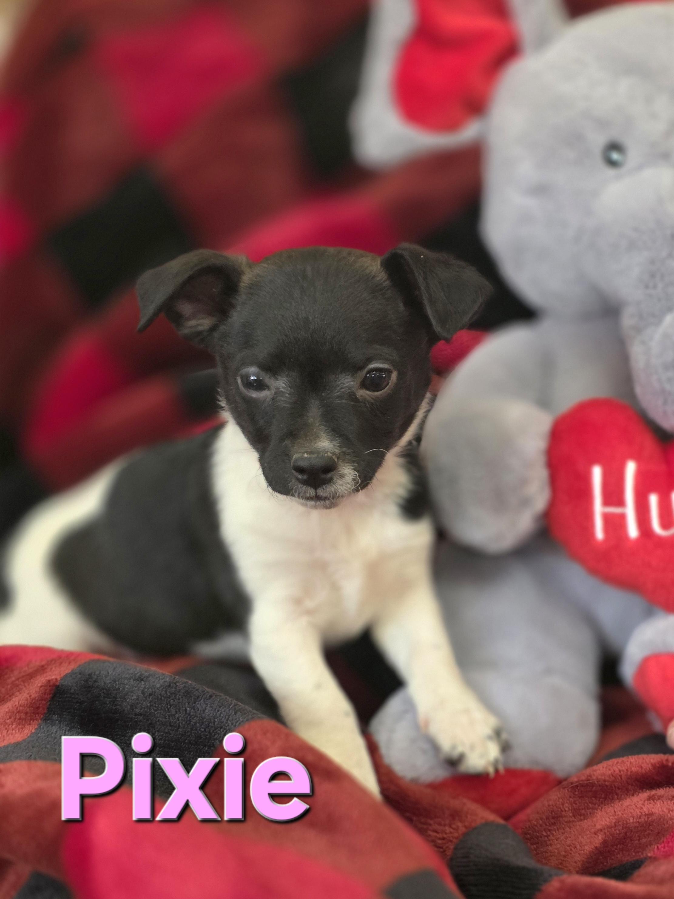 Enlarge Pixie , an adopted mixed breed in Walthill, NE image 1/2