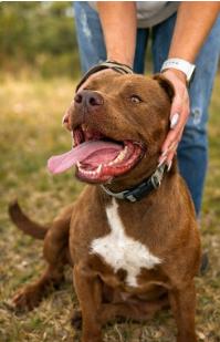 Enlarge Huckleberry AKA Huck, a Adoptable mixed breed in Tulsa, OK image 3/6