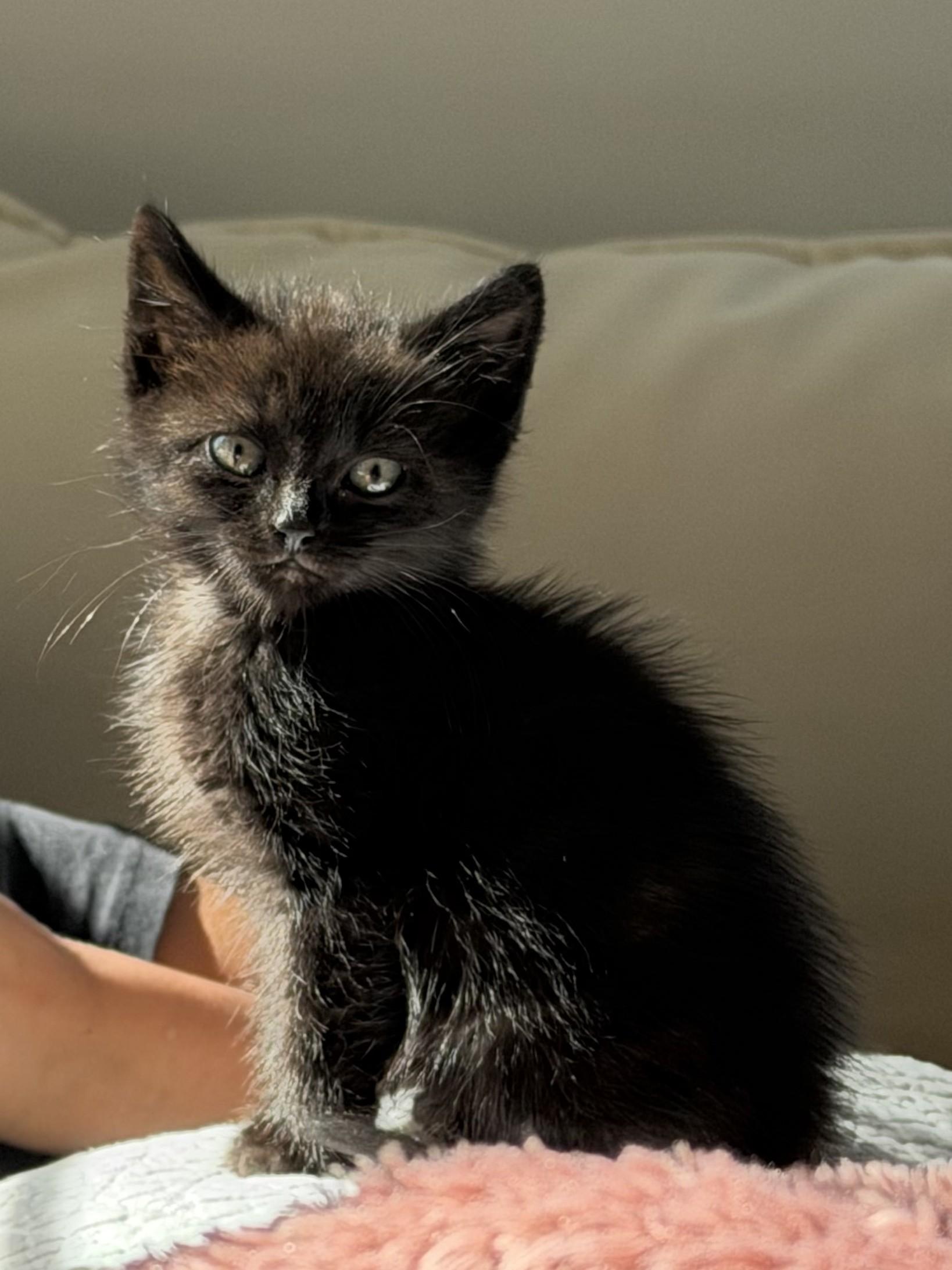 Monique, ADOPTABLE, Young Female Domestic Short Hair.