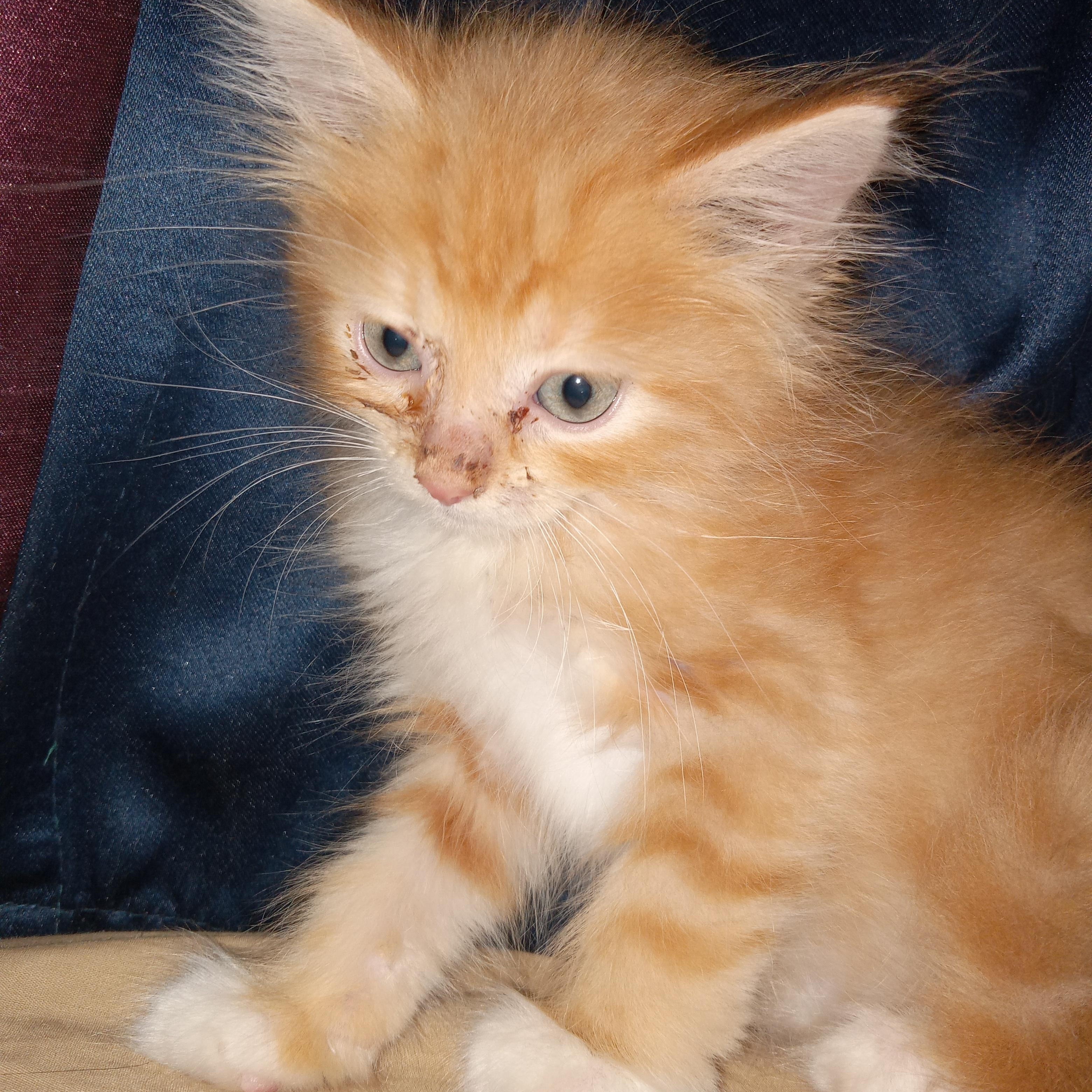 Buck, an adoptable Domestic Long Hair in Yuma, AZ, 85364 | Photo Image 1