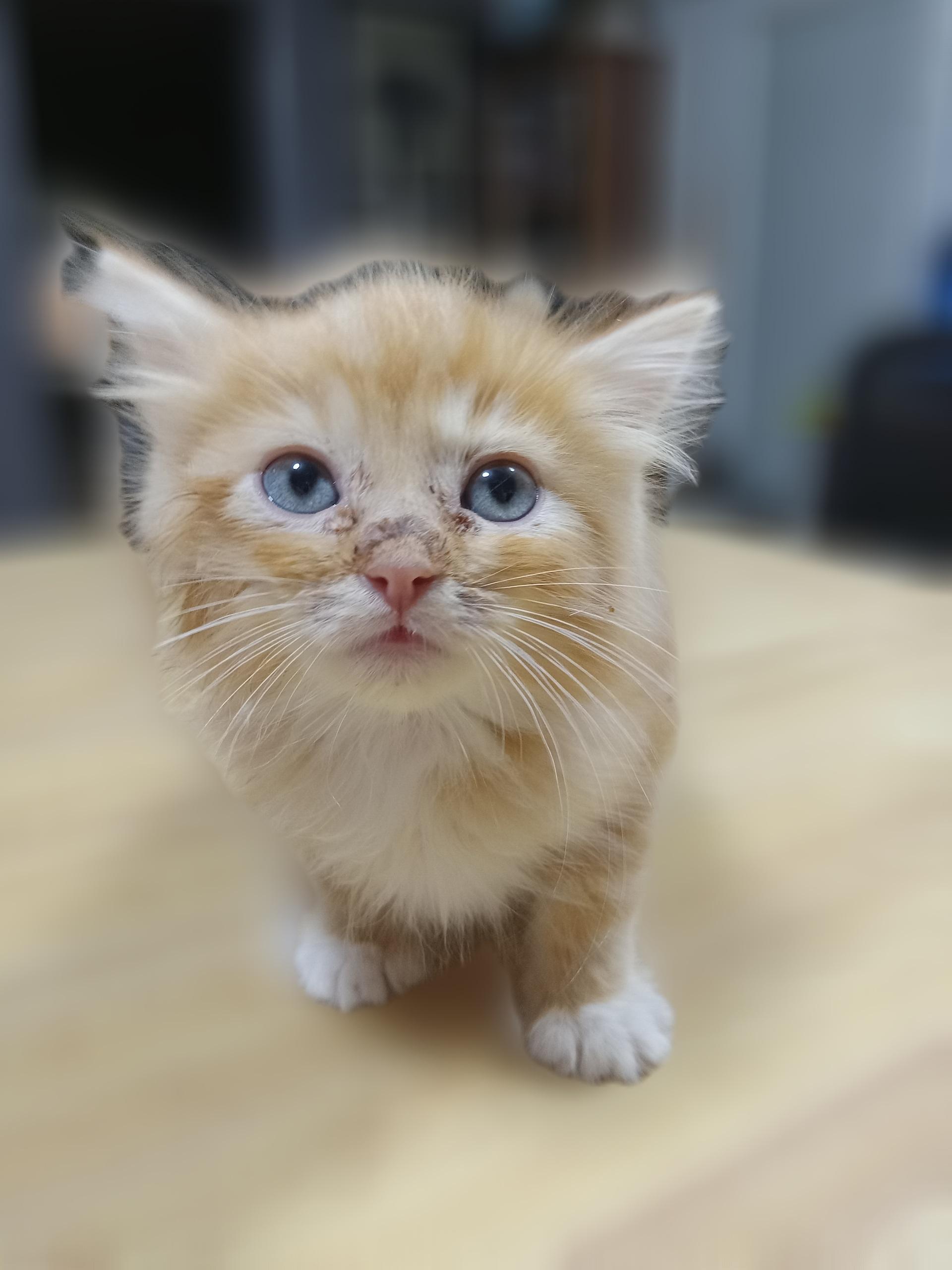 Buck, an adoptable Domestic Long Hair in Yuma, AZ, 85364 | Photo Image 2