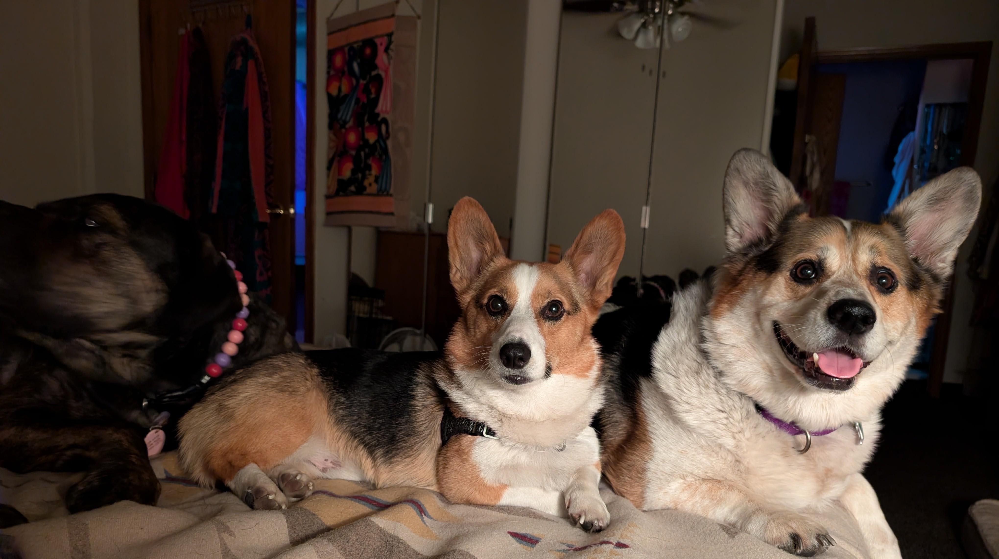 Ozzy, a ADOPTABLE Corgi in Junction City, KS image 4/6