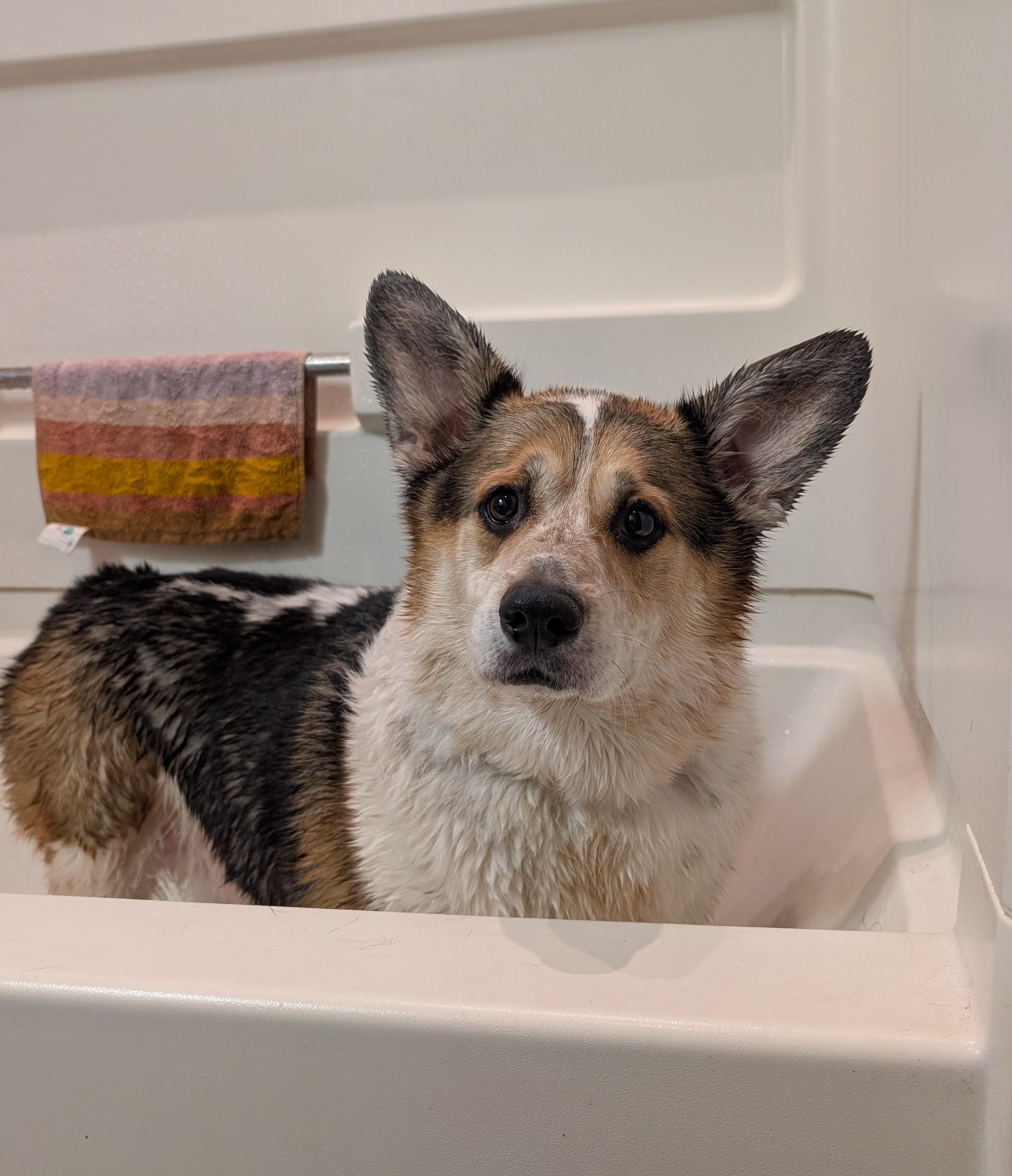 Ozzy, a ADOPTABLE Corgi in Junction City, KS image 2/6