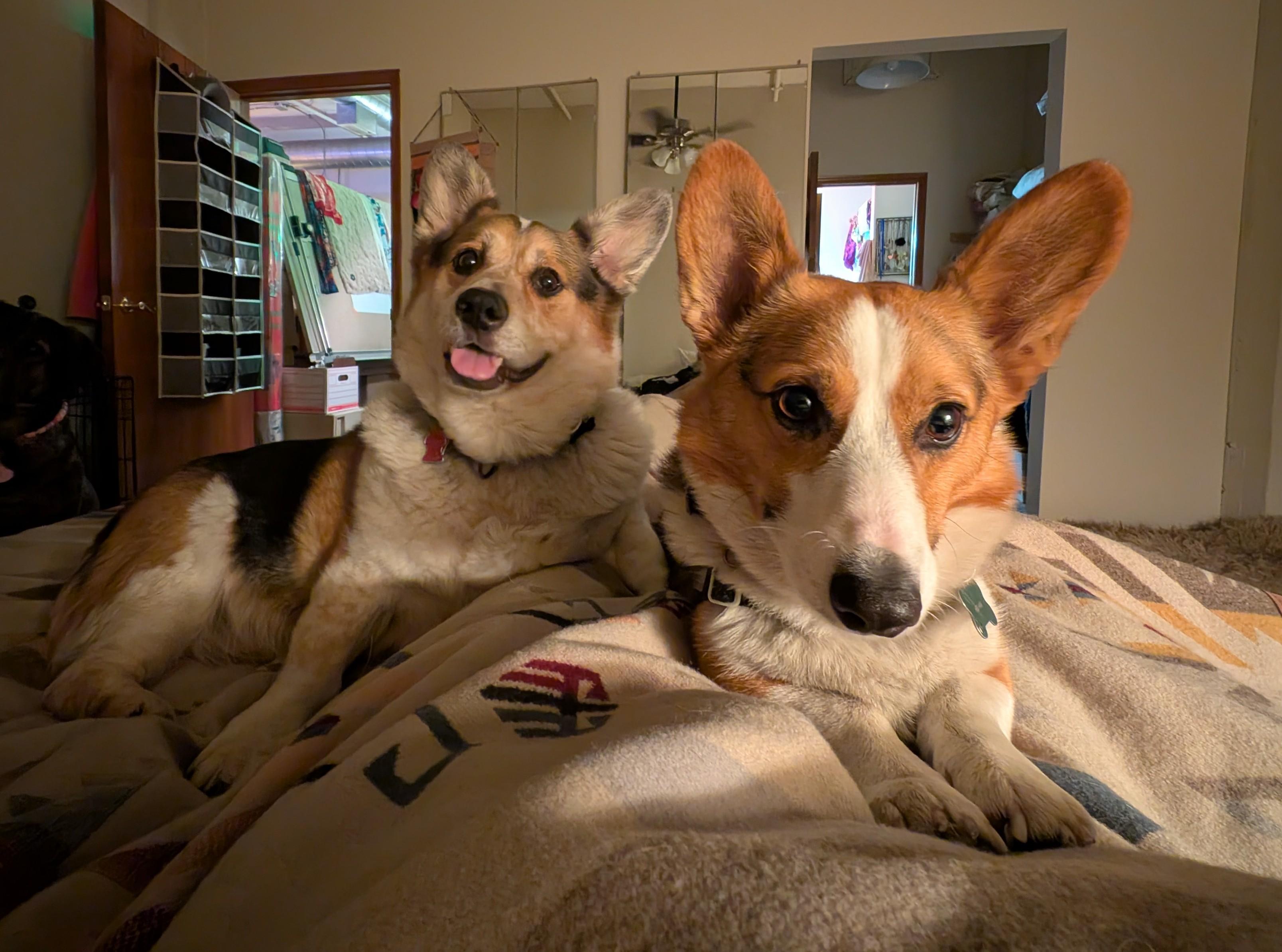 Ozzy, a ADOPTABLE Corgi in Junction City, KS image 5/6