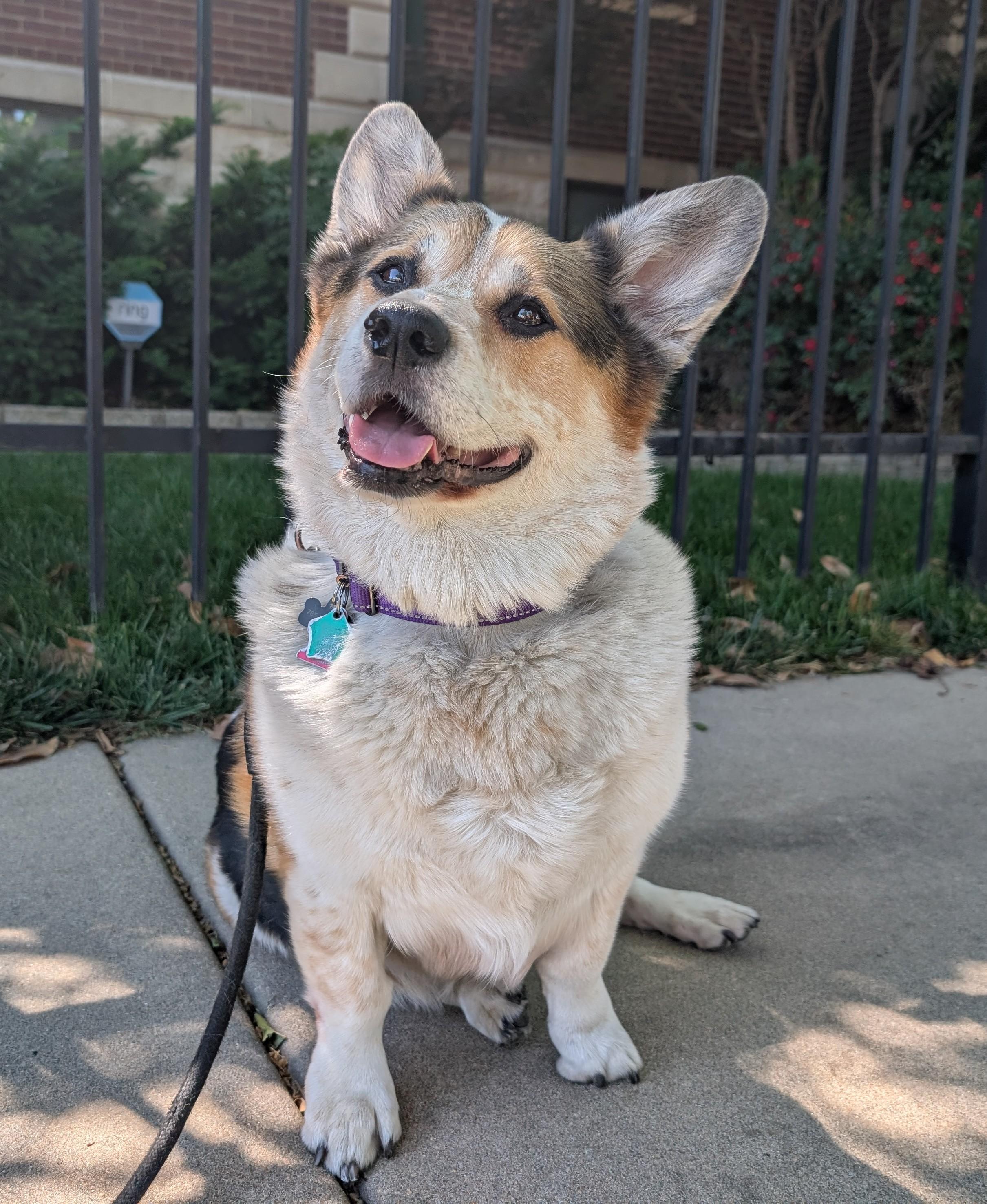 Ozzy, ADOPTABLE, Adult Male Corgi.