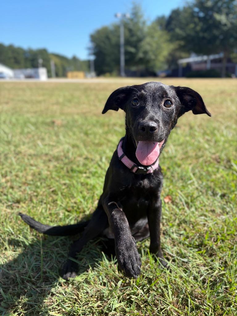 Kate, Adopted, Puppy Female Black Labrador Retriever.