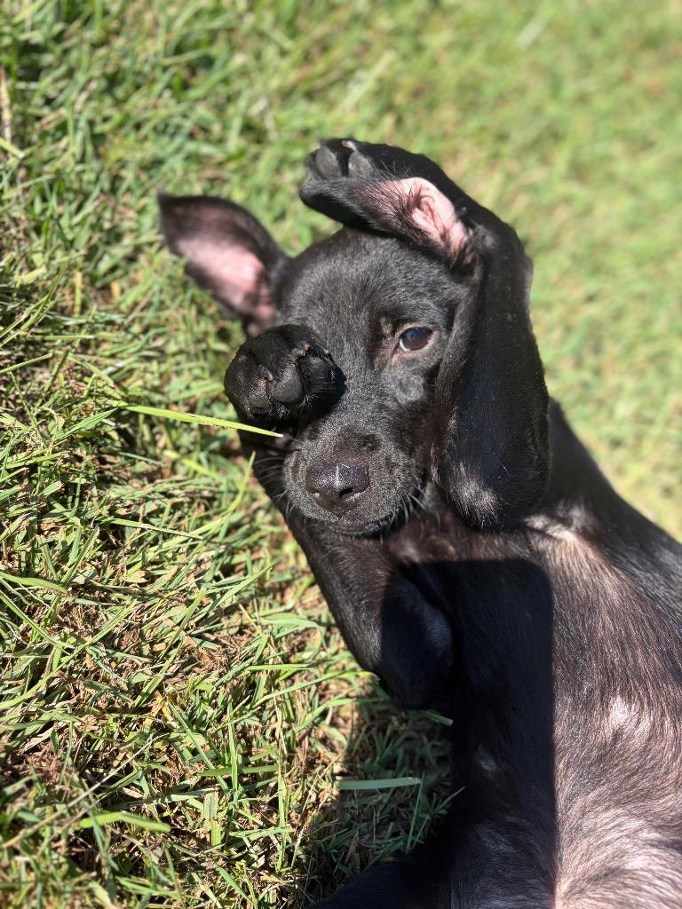 Enlarge Kate, a Adopted mixed breed in Winnsboro, SC image 2/3