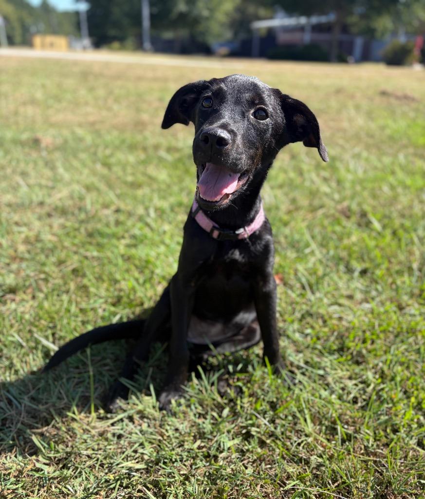 Enlarge Kate, a Adopted mixed breed in Winnsboro, SC image 3/3