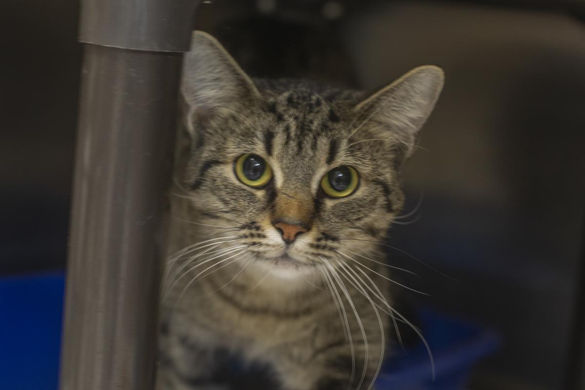 Enlarge Jasmine, a Adoptable mixed breed in Mountain Home, AR image 1/1