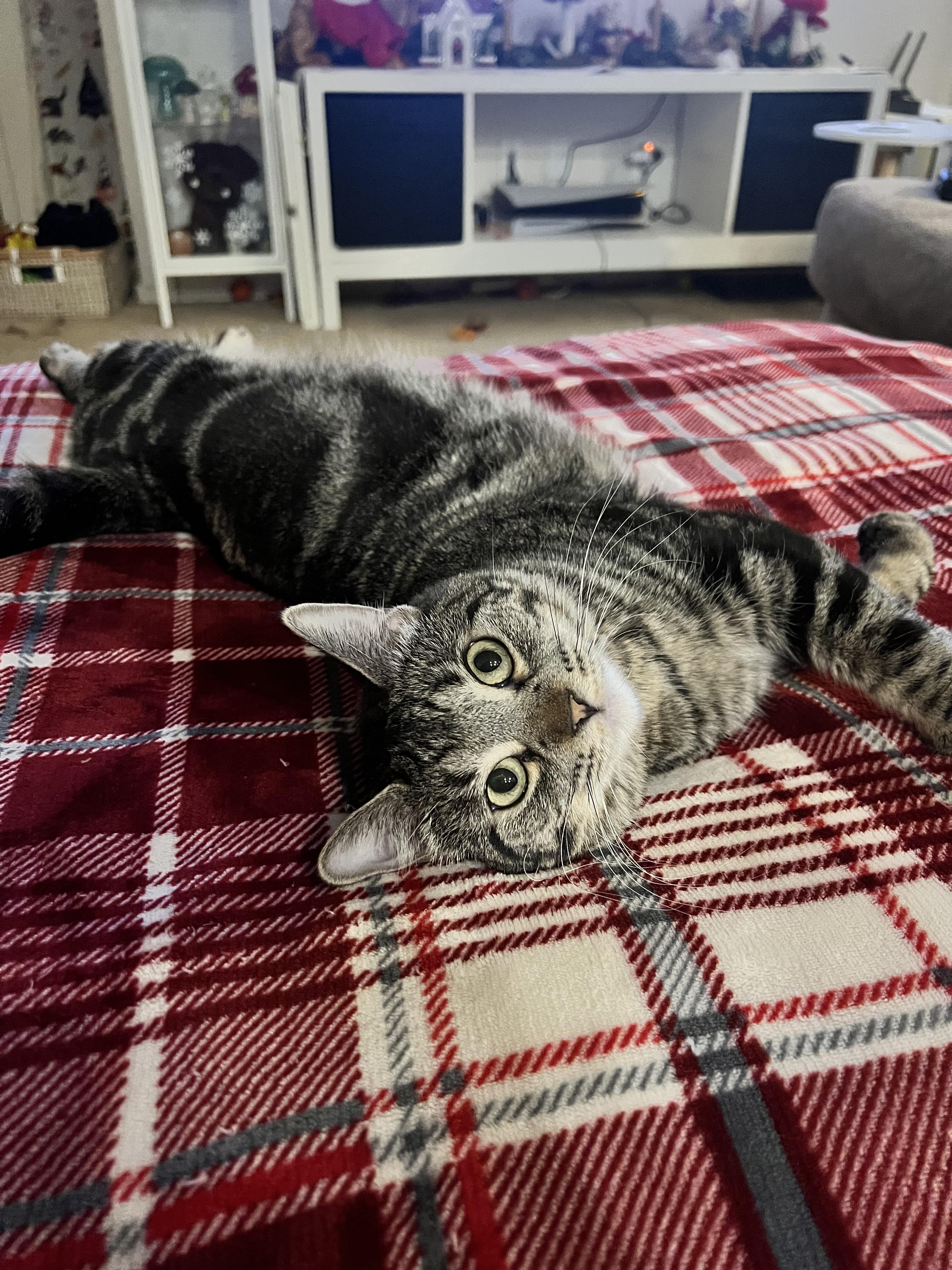 Scarlett, ADOPTABLE, Adult Female Domestic Short Hair.