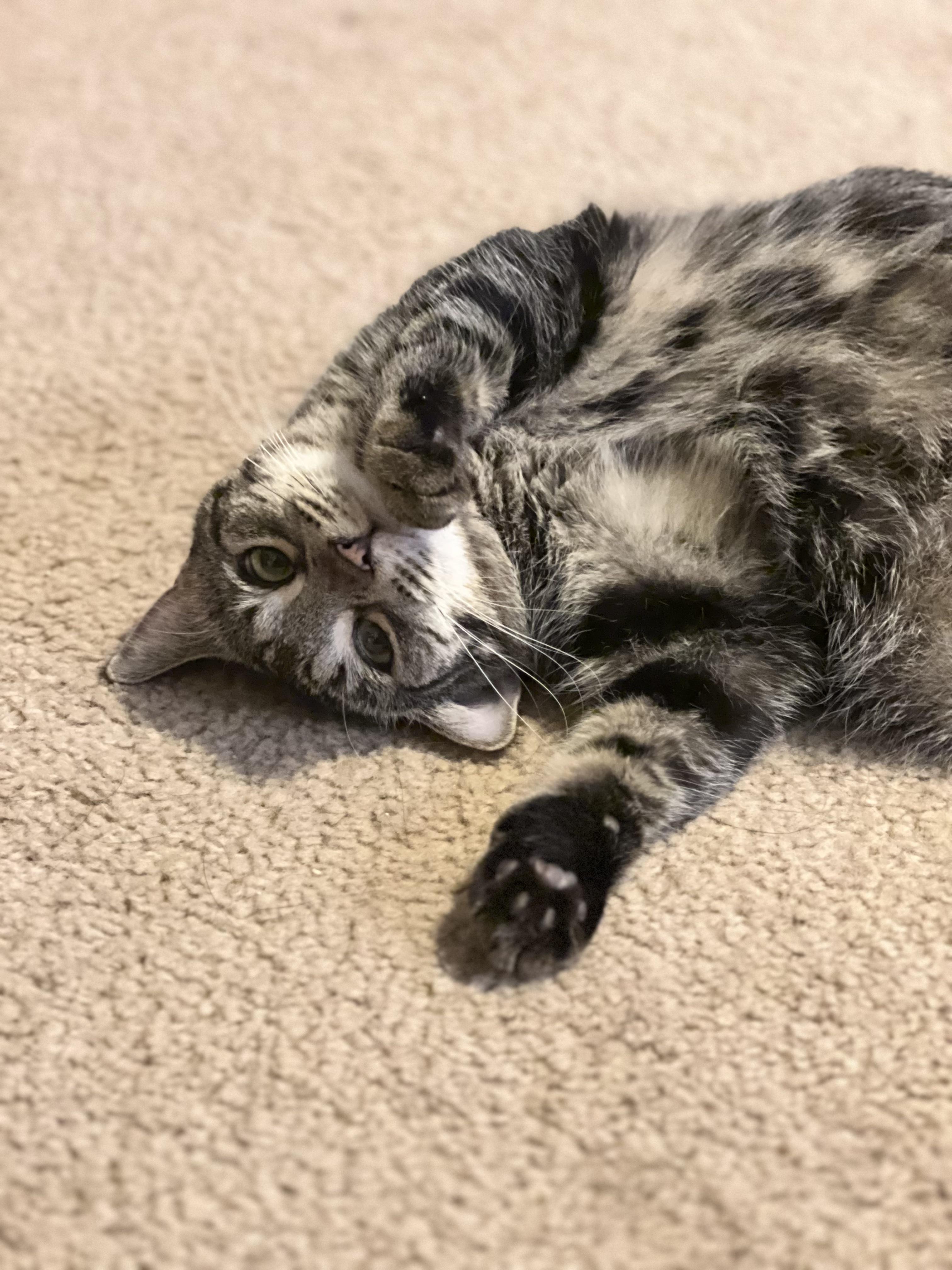 Scarlett, a ADOPTABLE Domestic Short Hair in Phoenix, AZ image 4/4