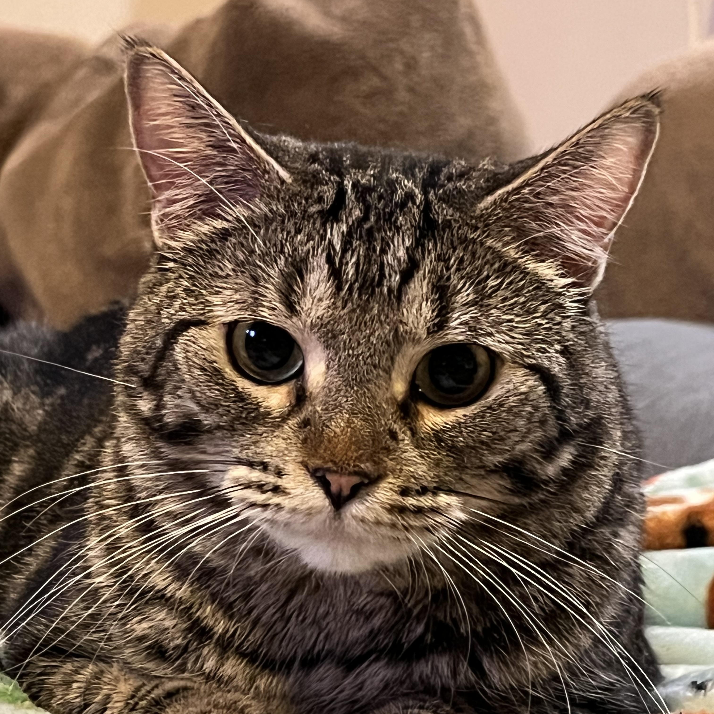 Scarlett, a ADOPTABLE Domestic Short Hair in Phoenix, AZ image 2/4