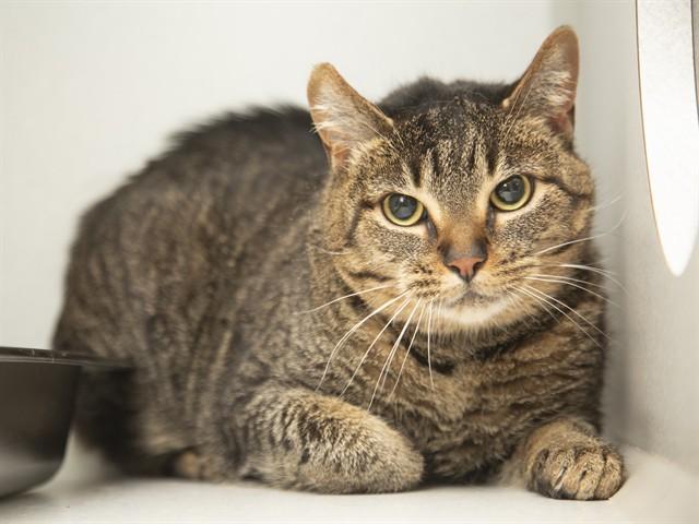 Enlarge TIGERLILY, a Adoptable Domestic Short Hair in Phoenix, AZ image 1/1