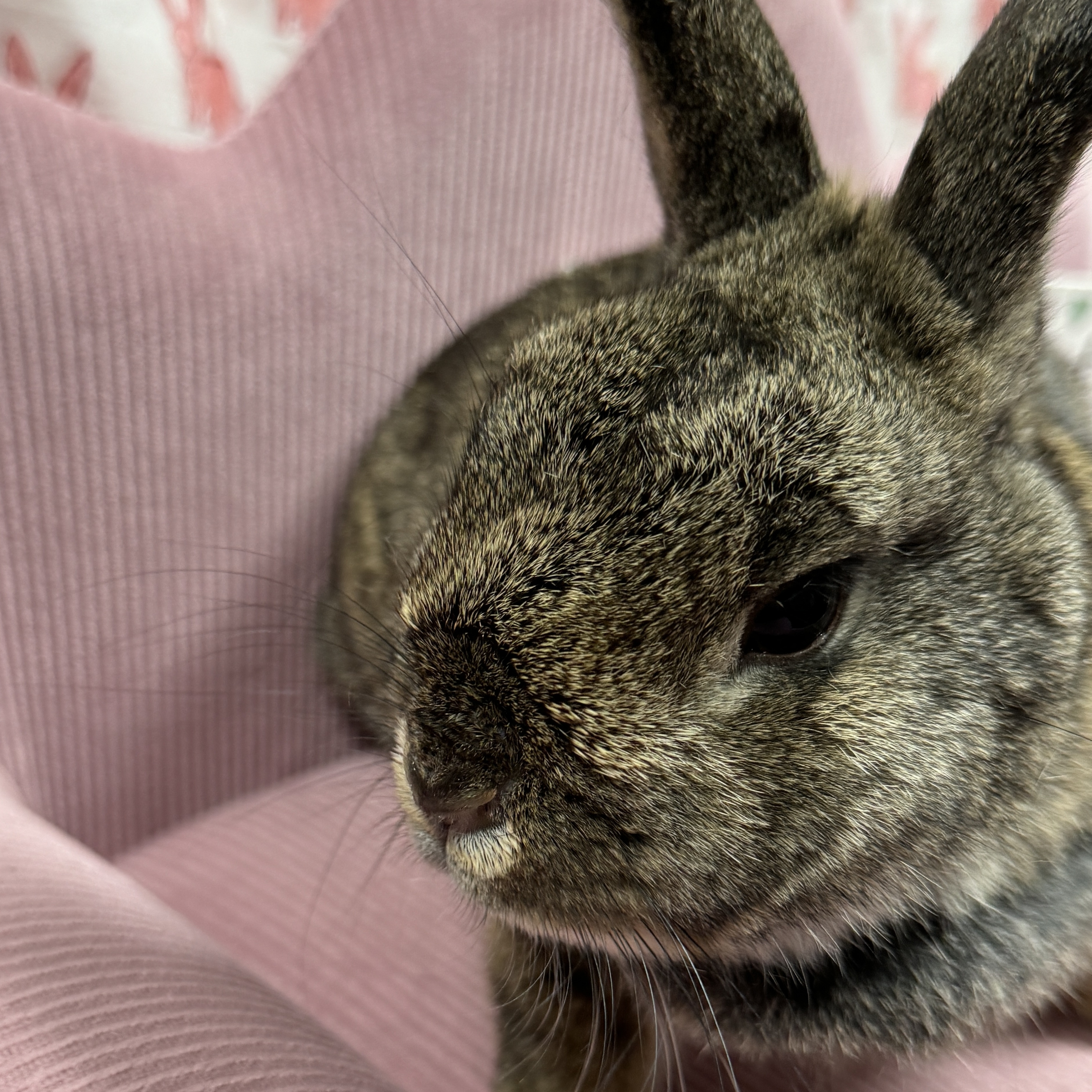 Jelly Bean, Adoptable, Adult Male Netherland Dwarf.