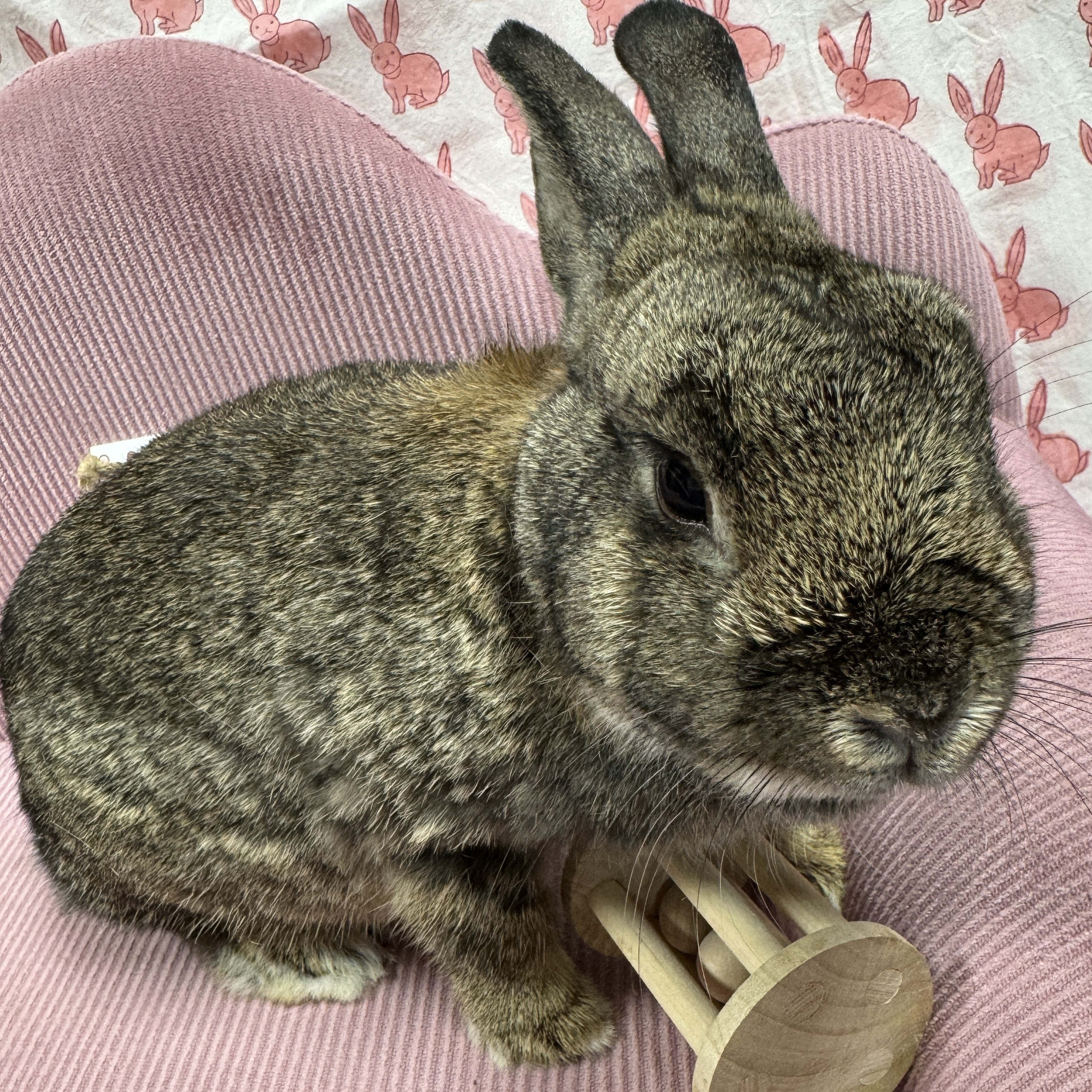 Jelly Bean, a Adoptable Netherland Dwarf in SAUCIER, MS image 2/6