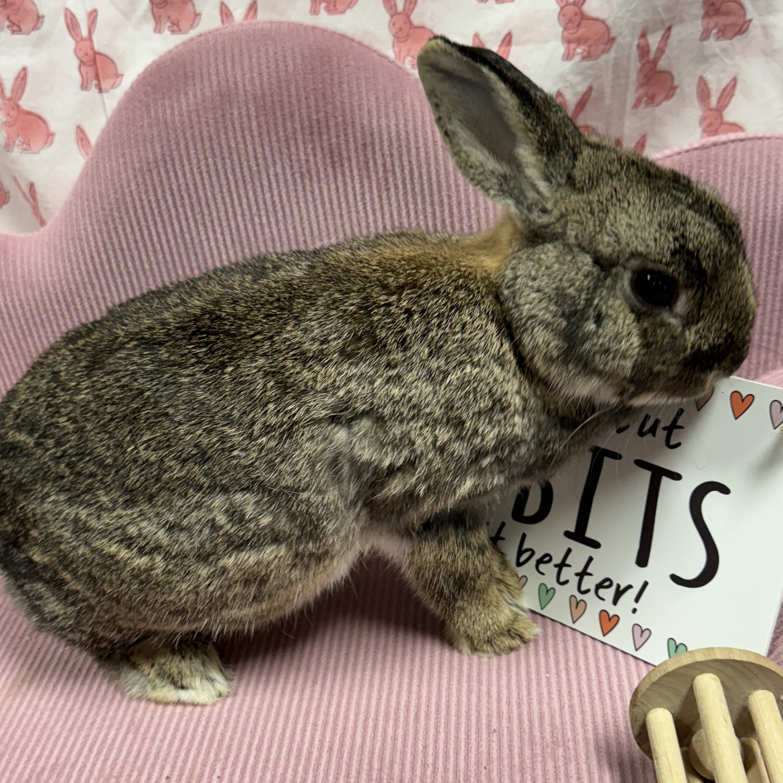 Jelly Bean, a Adoptable Netherland Dwarf in SAUCIER, MS image 3/6