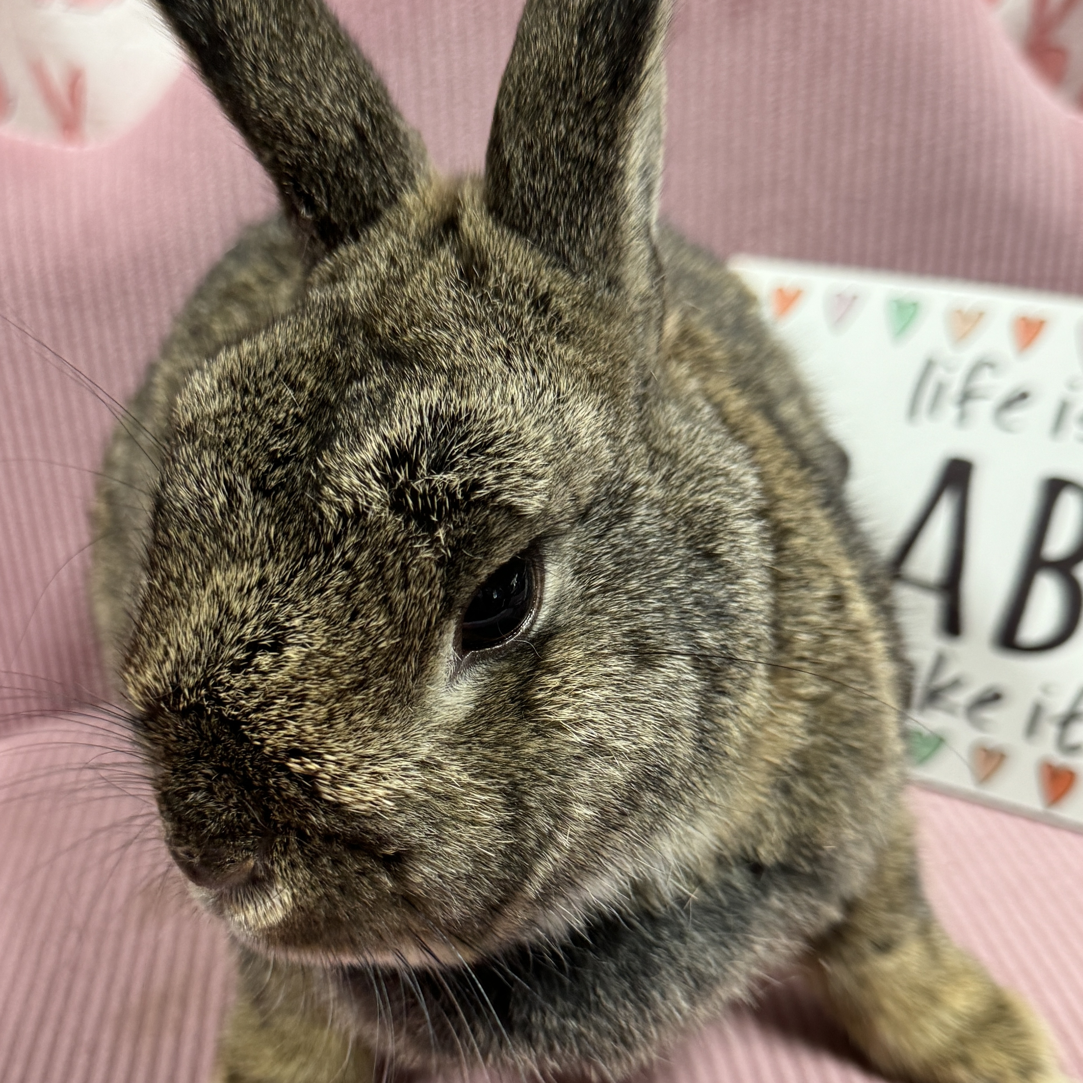 Jelly Bean, a Adoptable Netherland Dwarf in SAUCIER, MS image 4/6